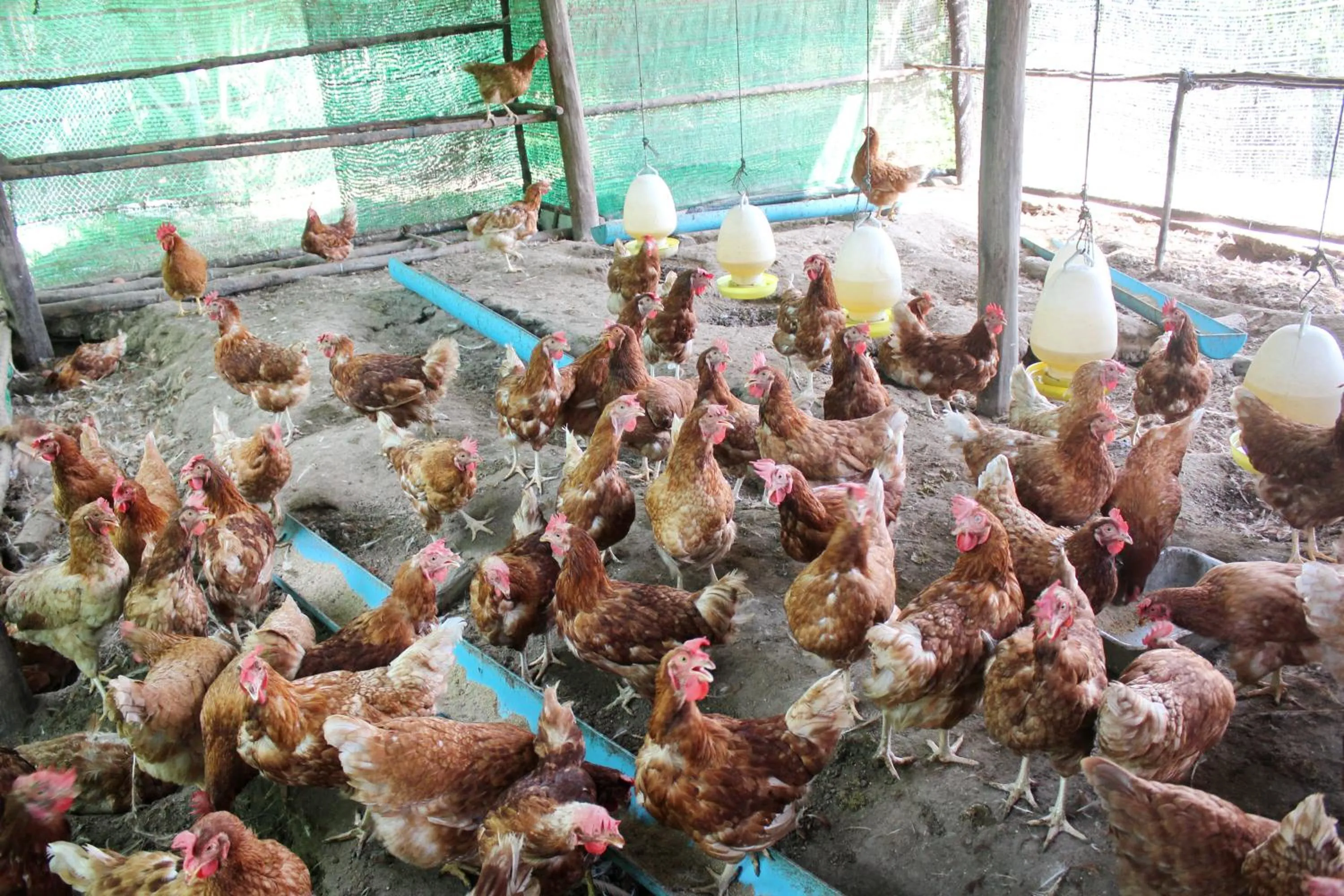 Activities in YaoIsland Resort and Farm
