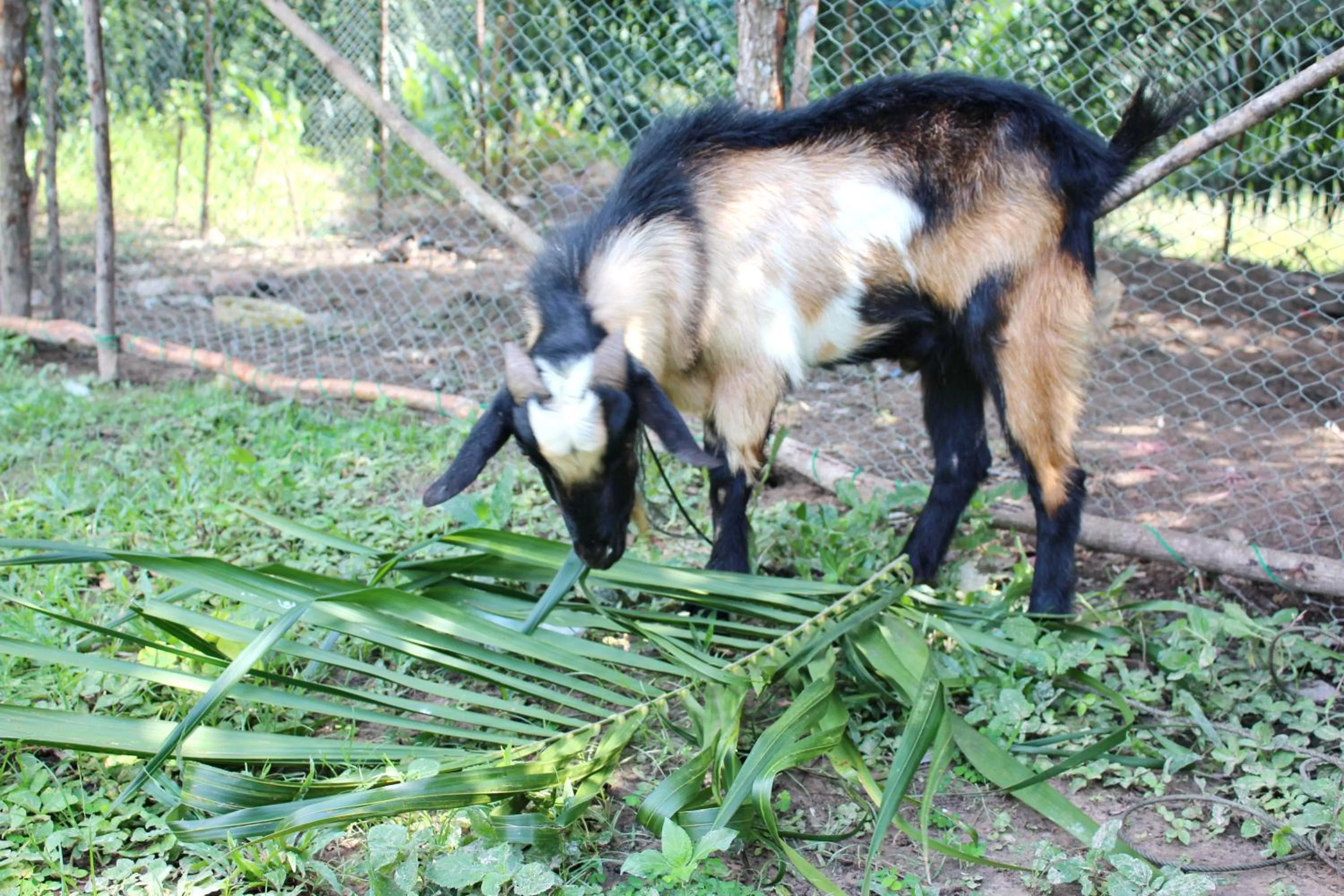 Activities in YaoIsland Resort and Farm