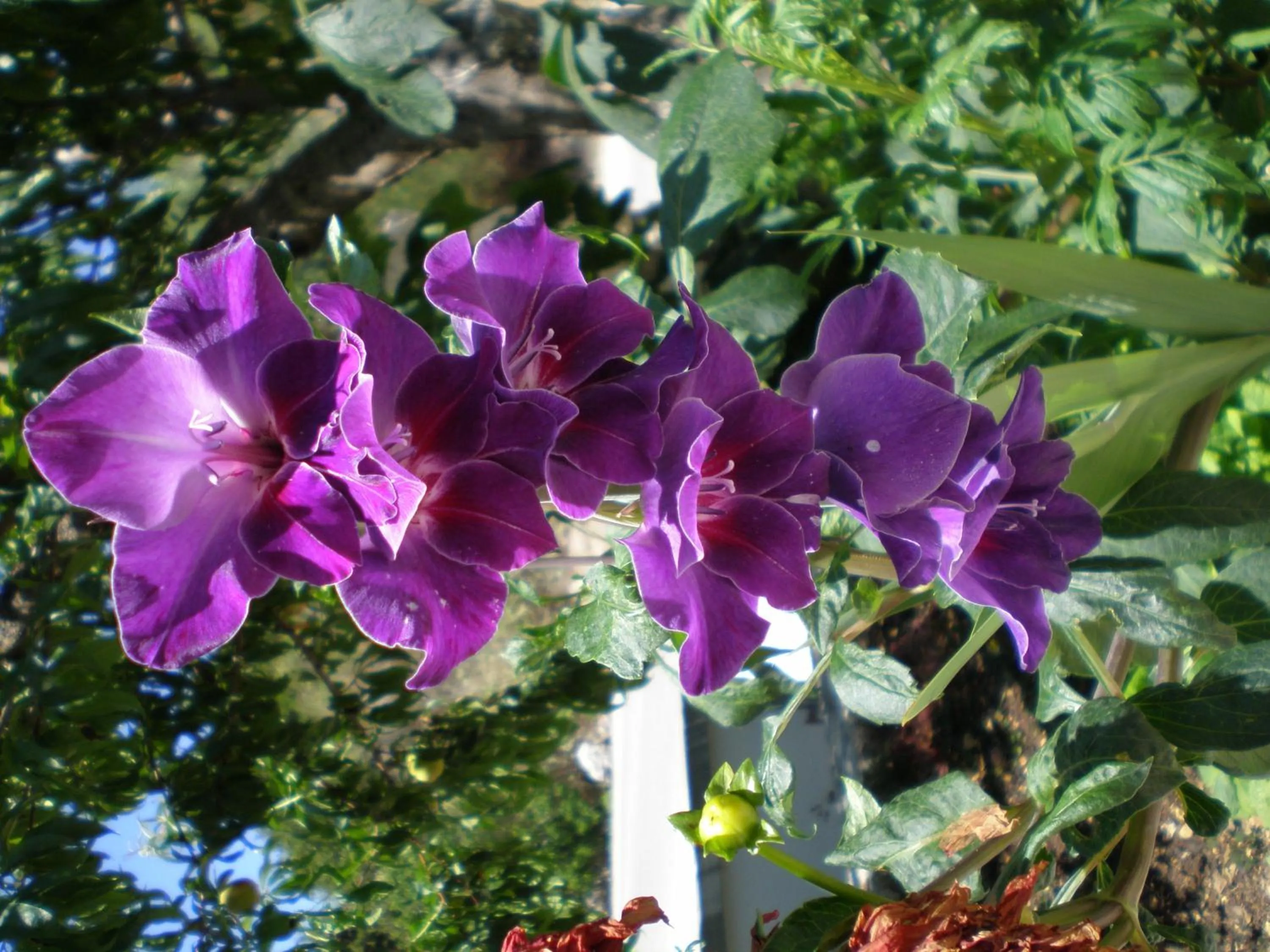 Garden in Panoramic Sunset