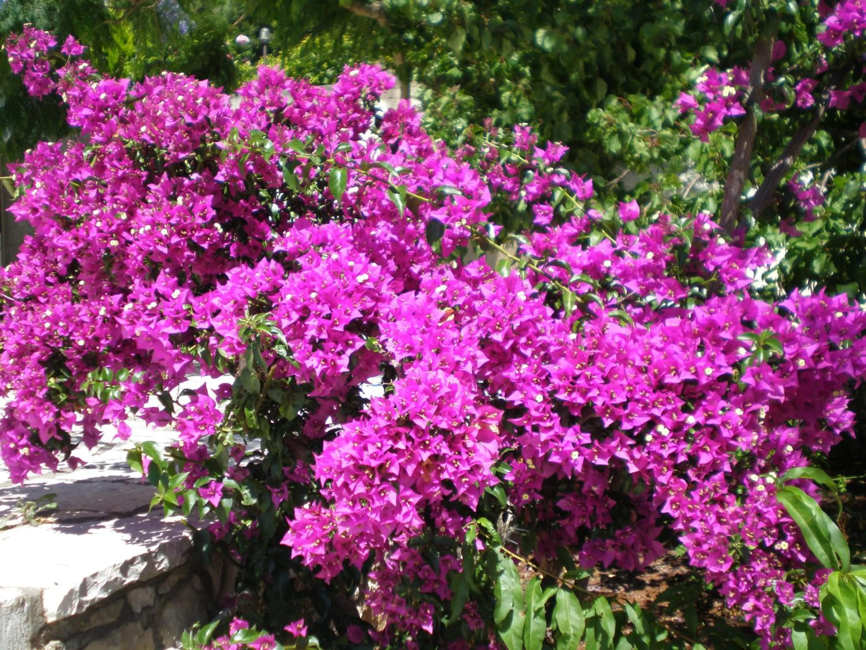 Garden in Panoramic Sunset