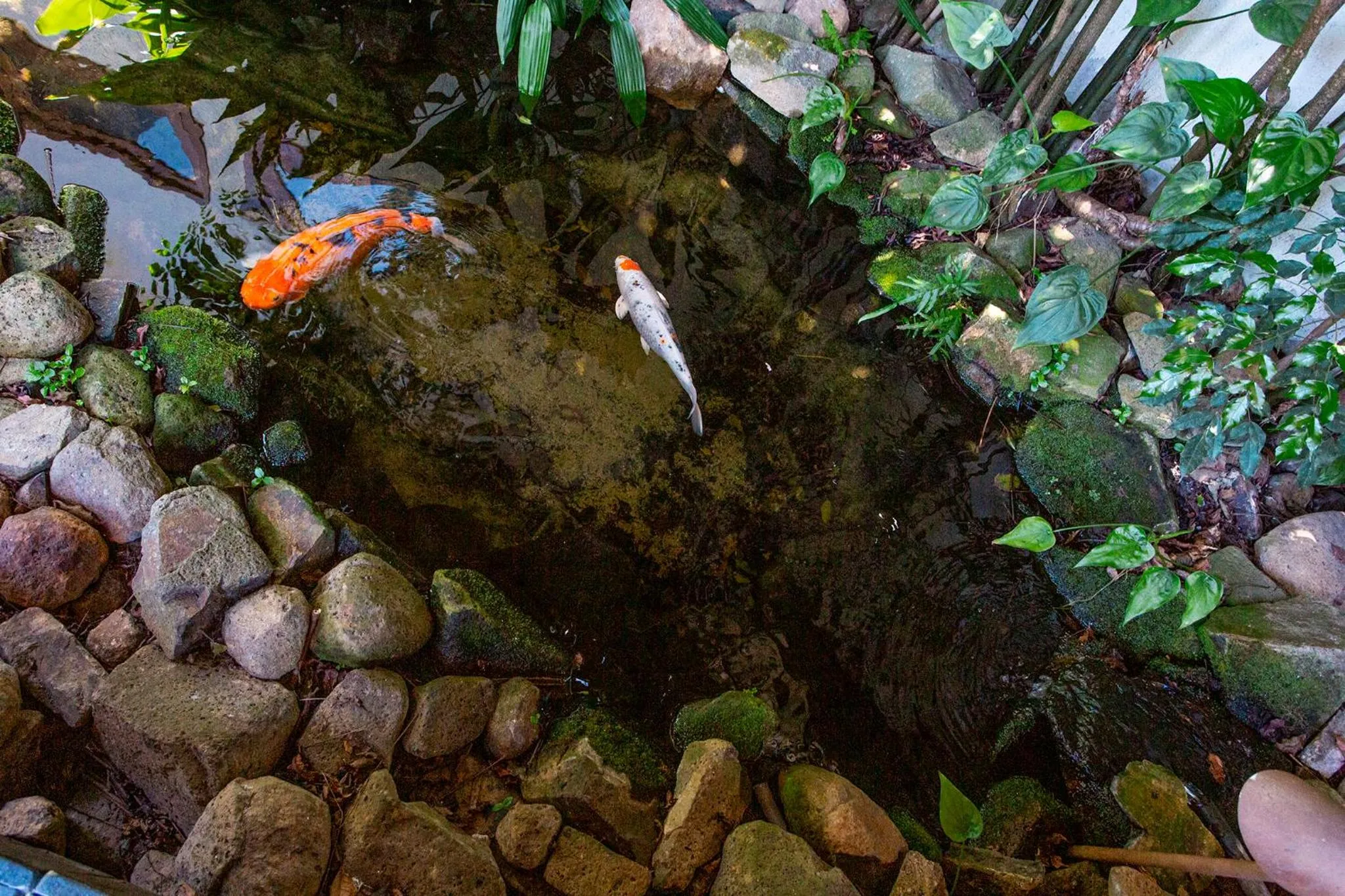 Animals in Hotel Praia do Portinho