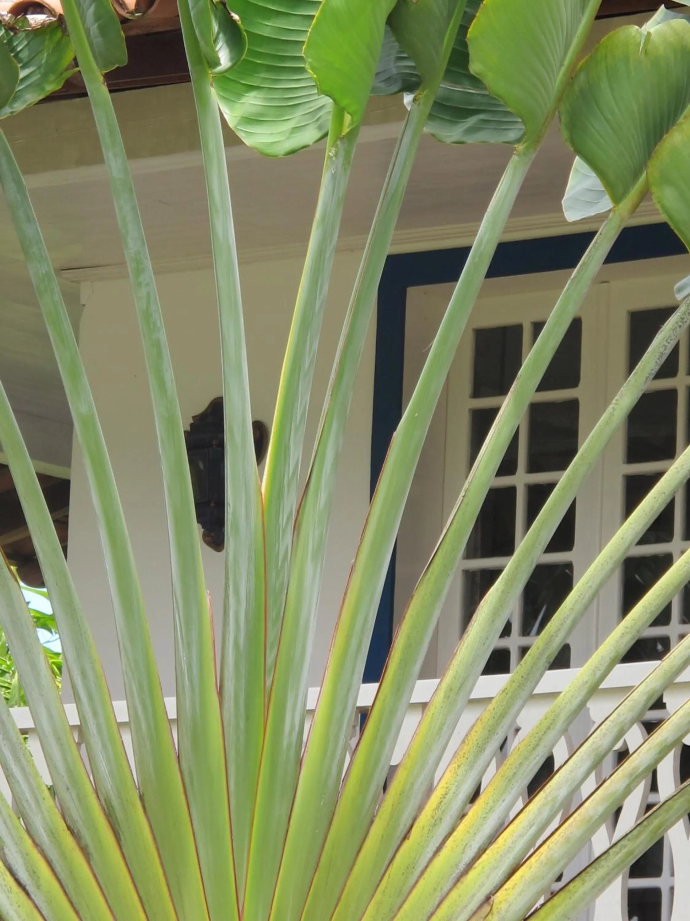 Garden in Casa Grande São Vicente