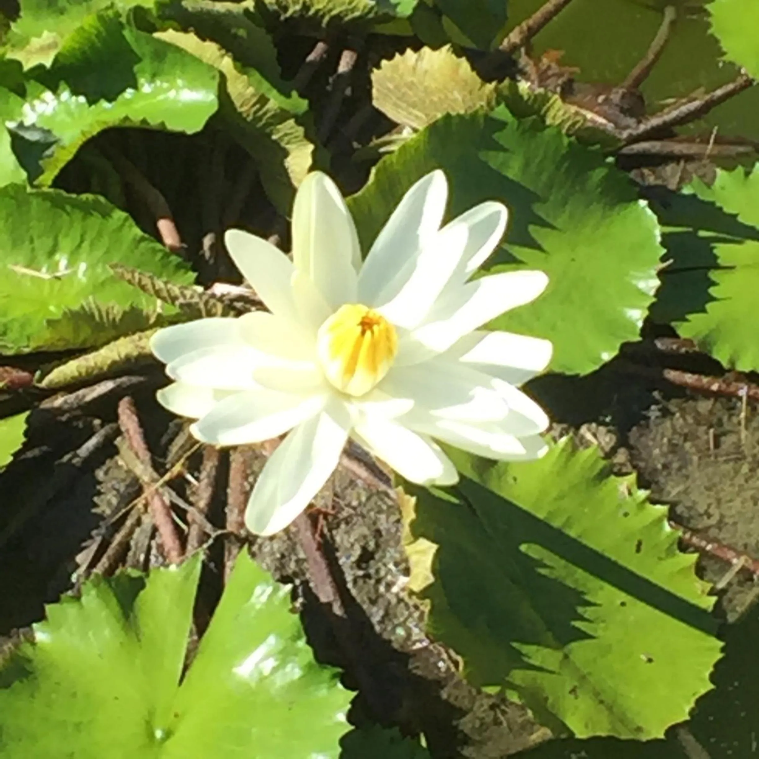 Day in Casa Grande São Vicente