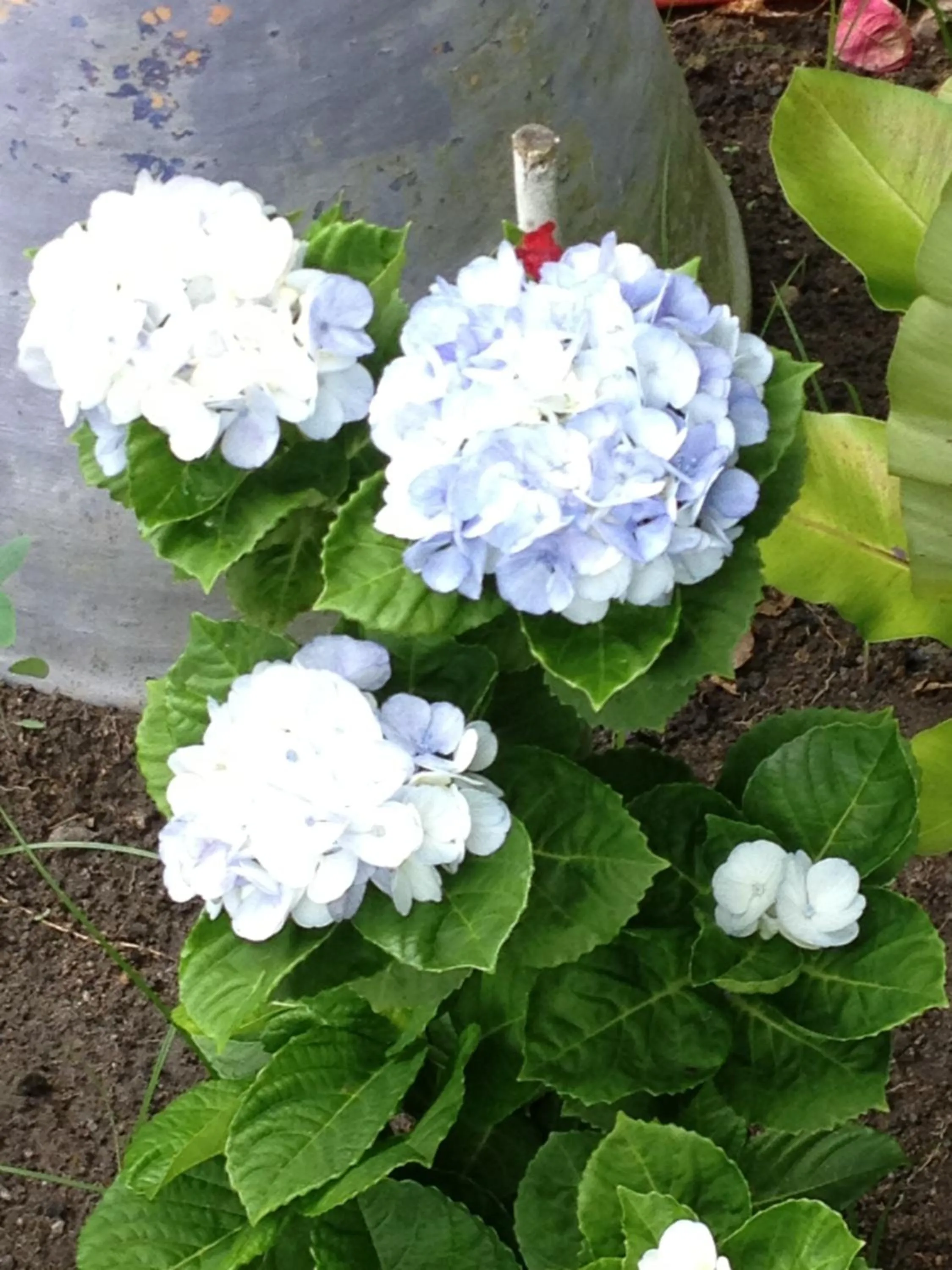 Day in Casa Grande São Vicente