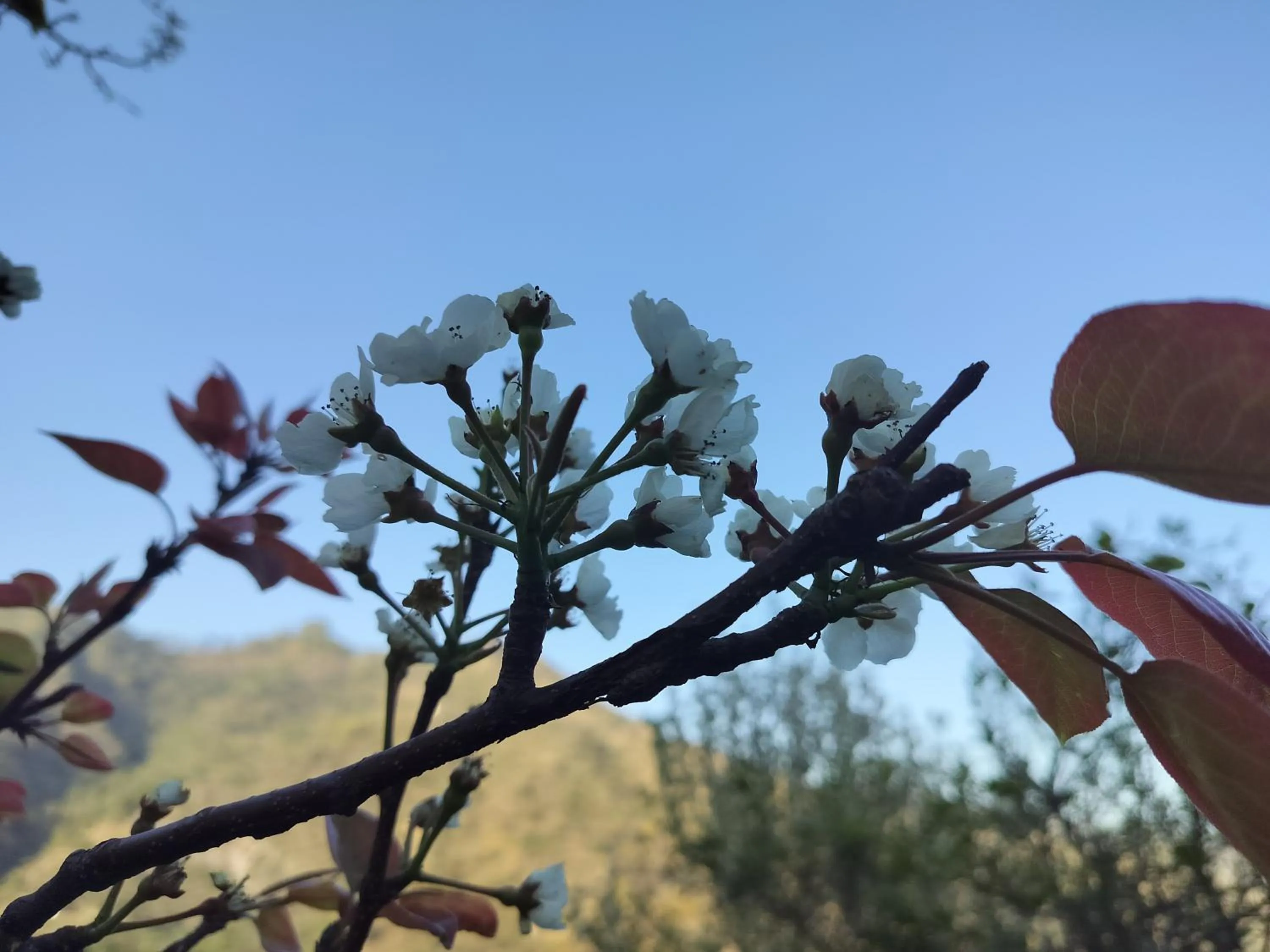 Garden in ROSASTAYS Jeolikote