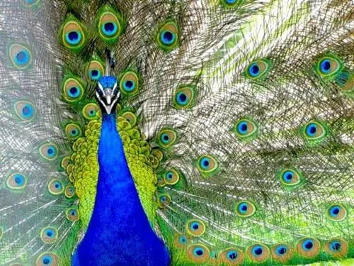 Animals in Villa Paris