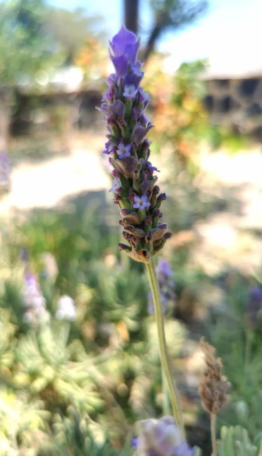 Property building in New Haroula