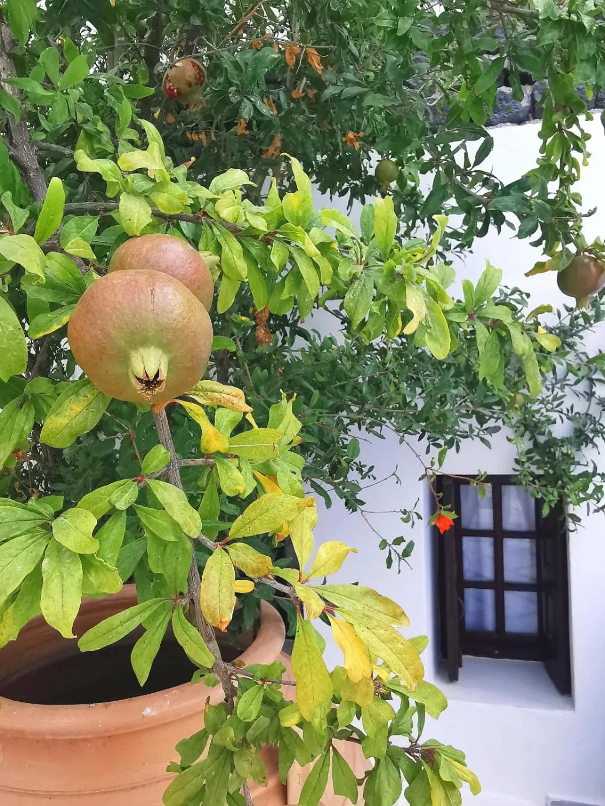 Property building in New Haroula