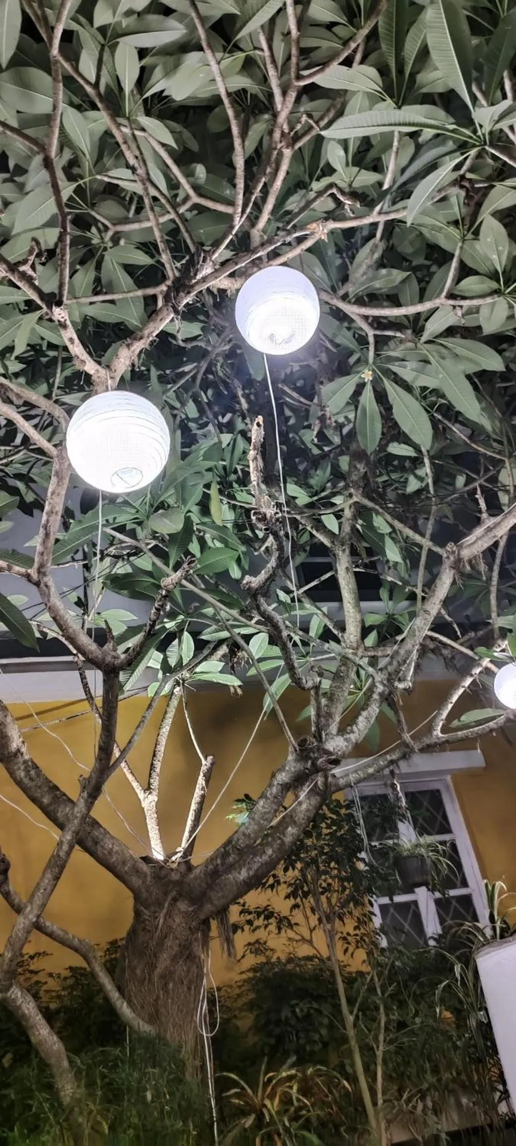 Garden in Santiago Beach Resort