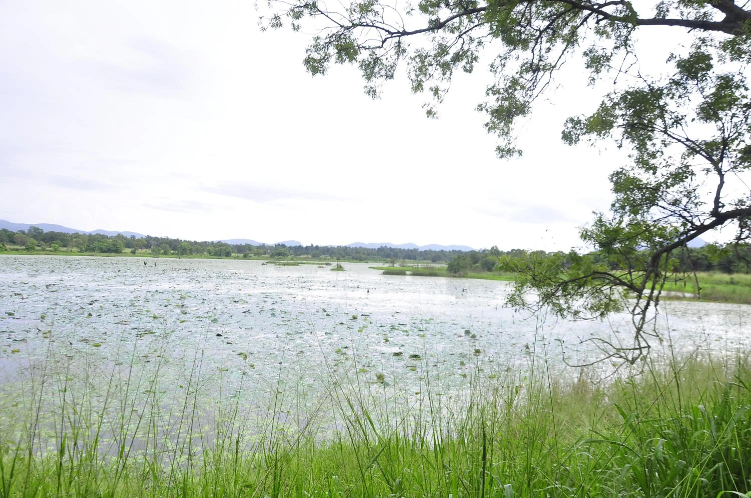 Natural landscape in Rock Lake Home Stay