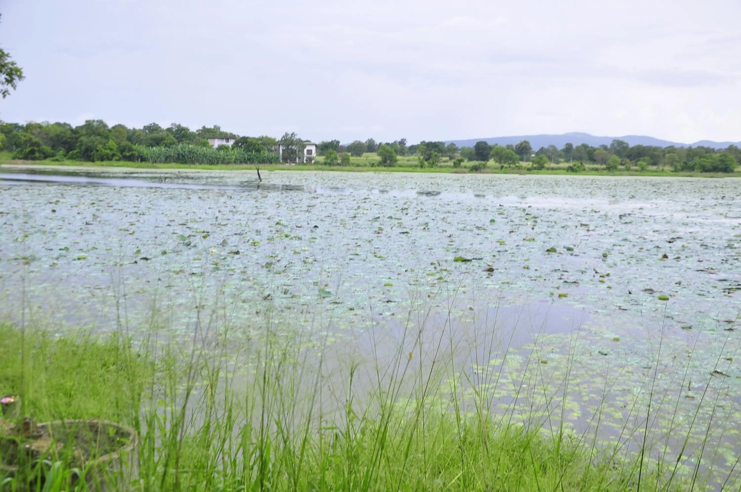 Natural landscape in Rock Lake Home Stay