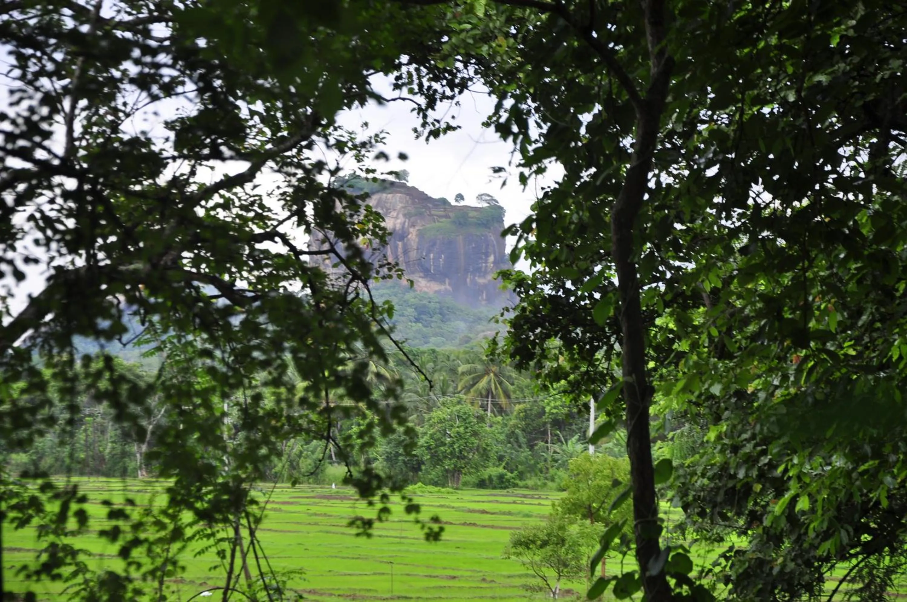 Garden view in Rock Lake Home Stay