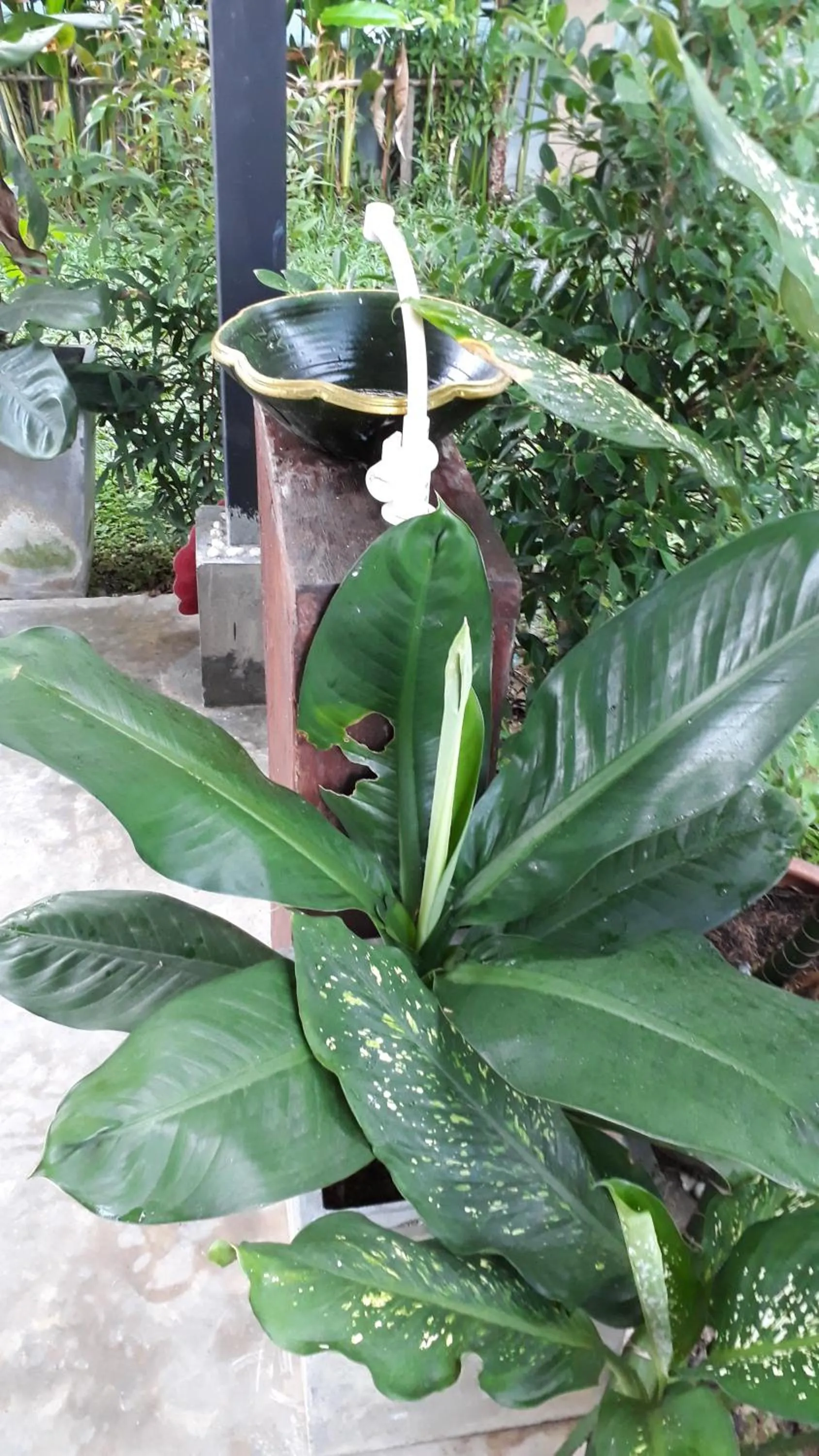 Garden view in Lanta noblesse