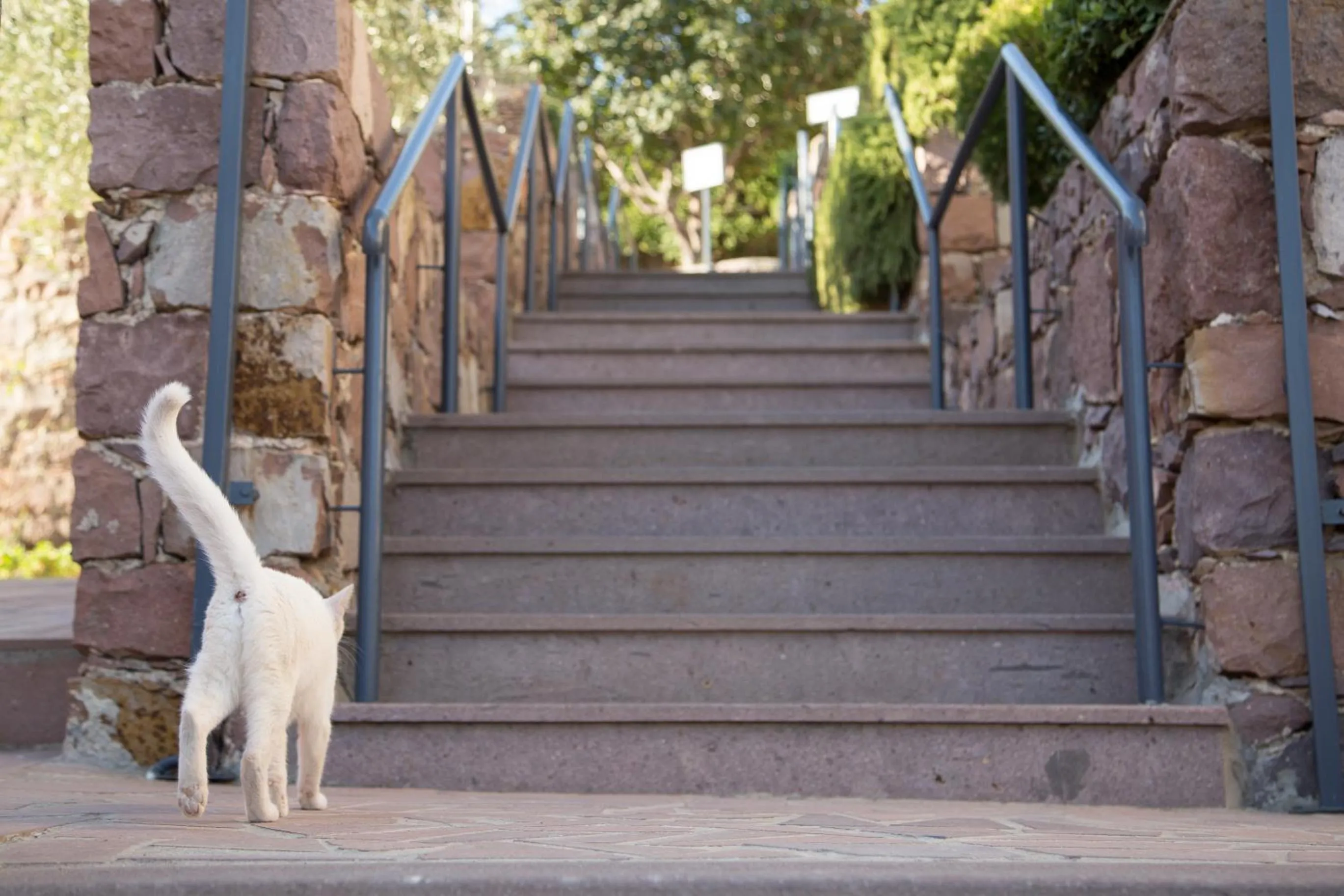 Animals in Sunrise Resort Hotel