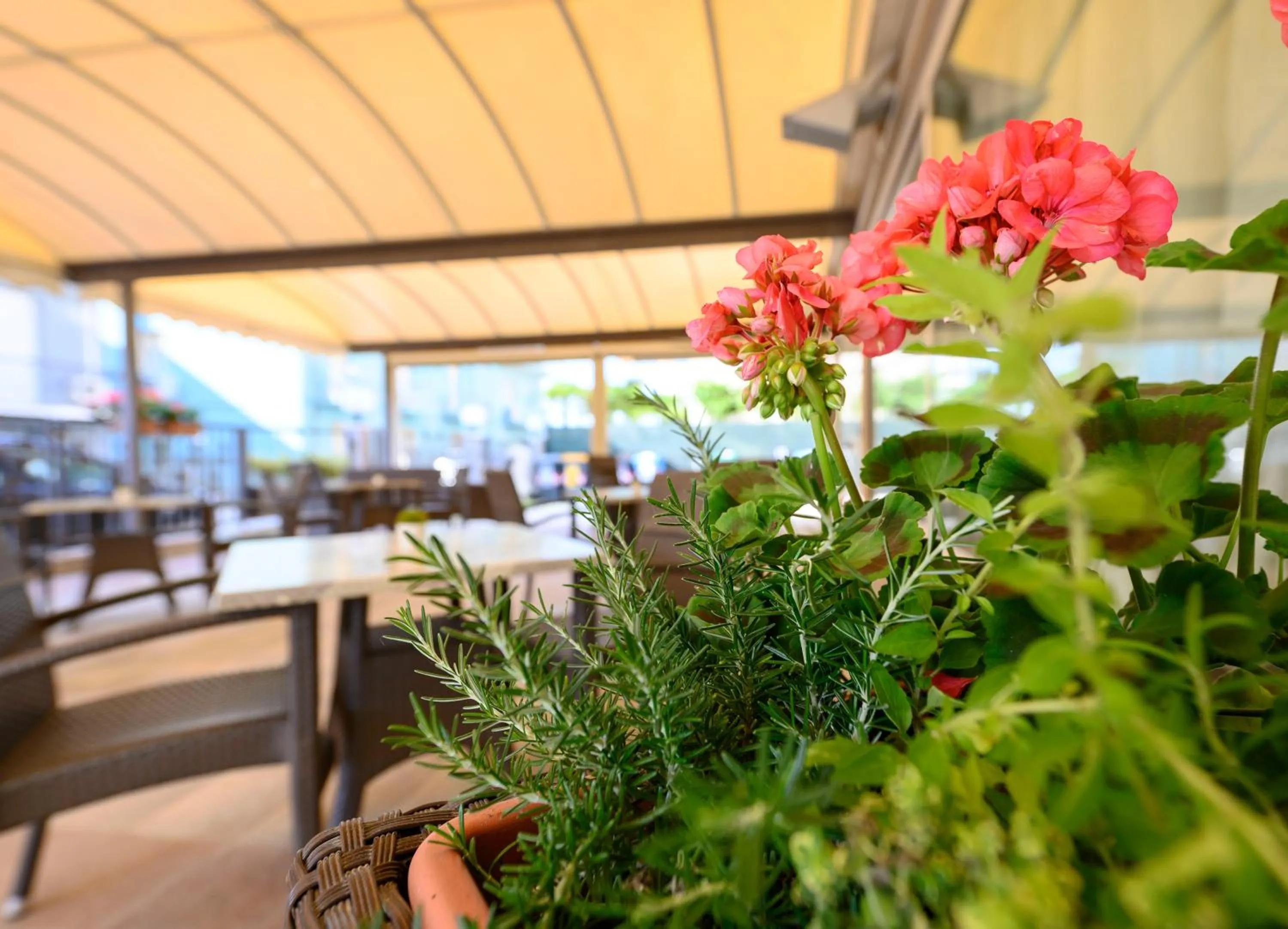 Garden view in Hotel Harmony