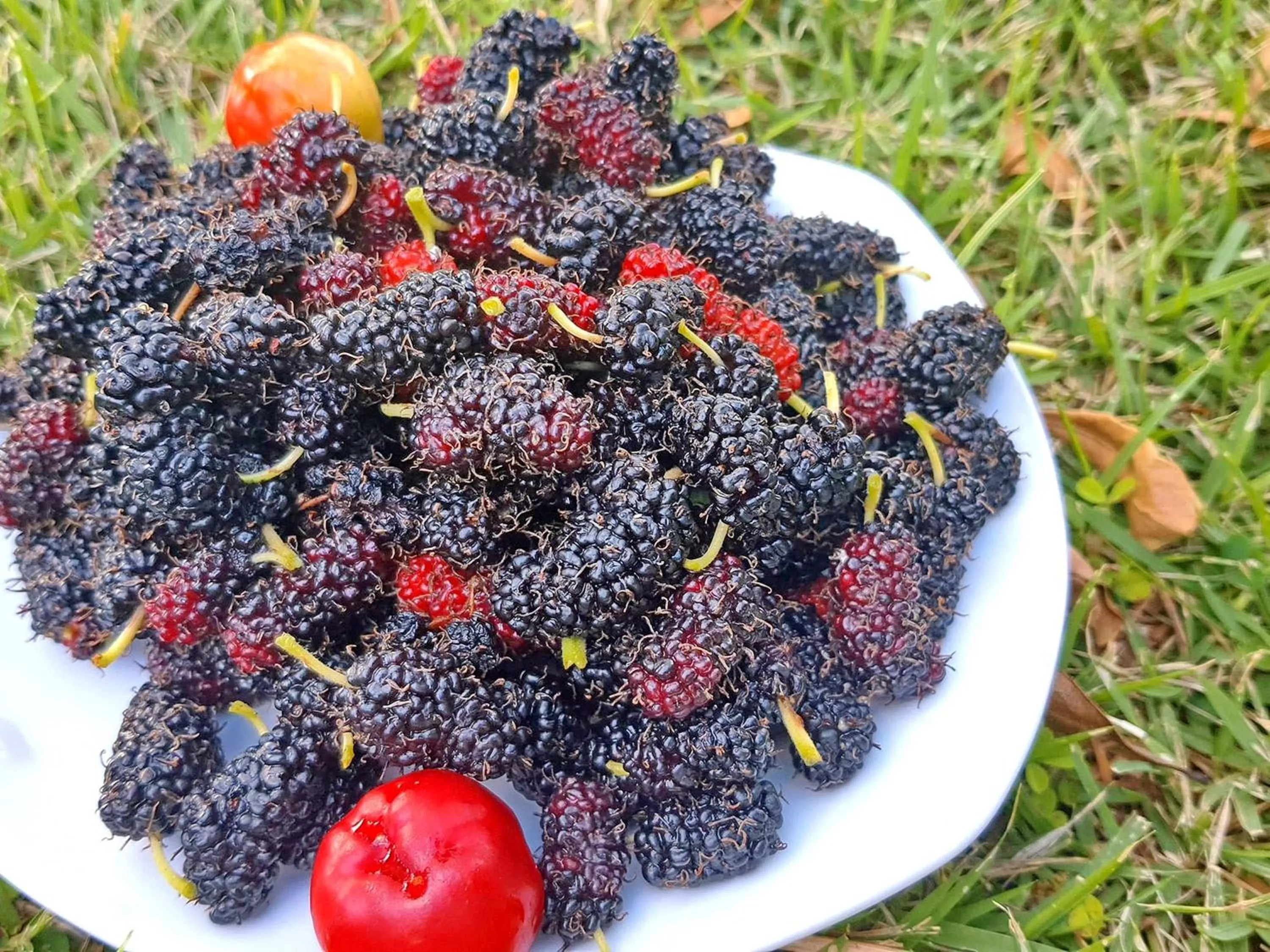 Garden in Tantai Eco Farm Stay At Khao Yai