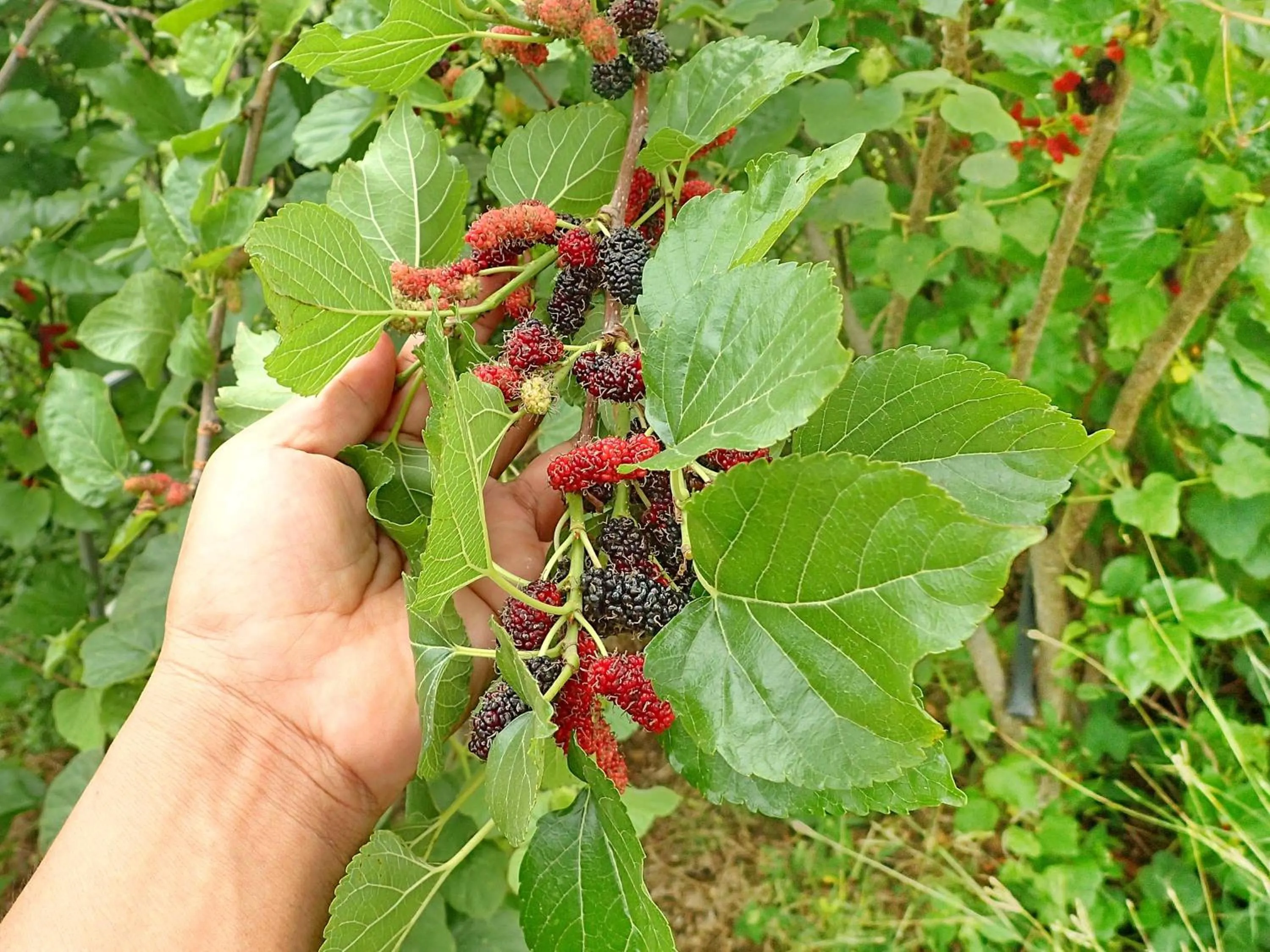 Garden in Tantai Eco Farm Stay At Khao Yai