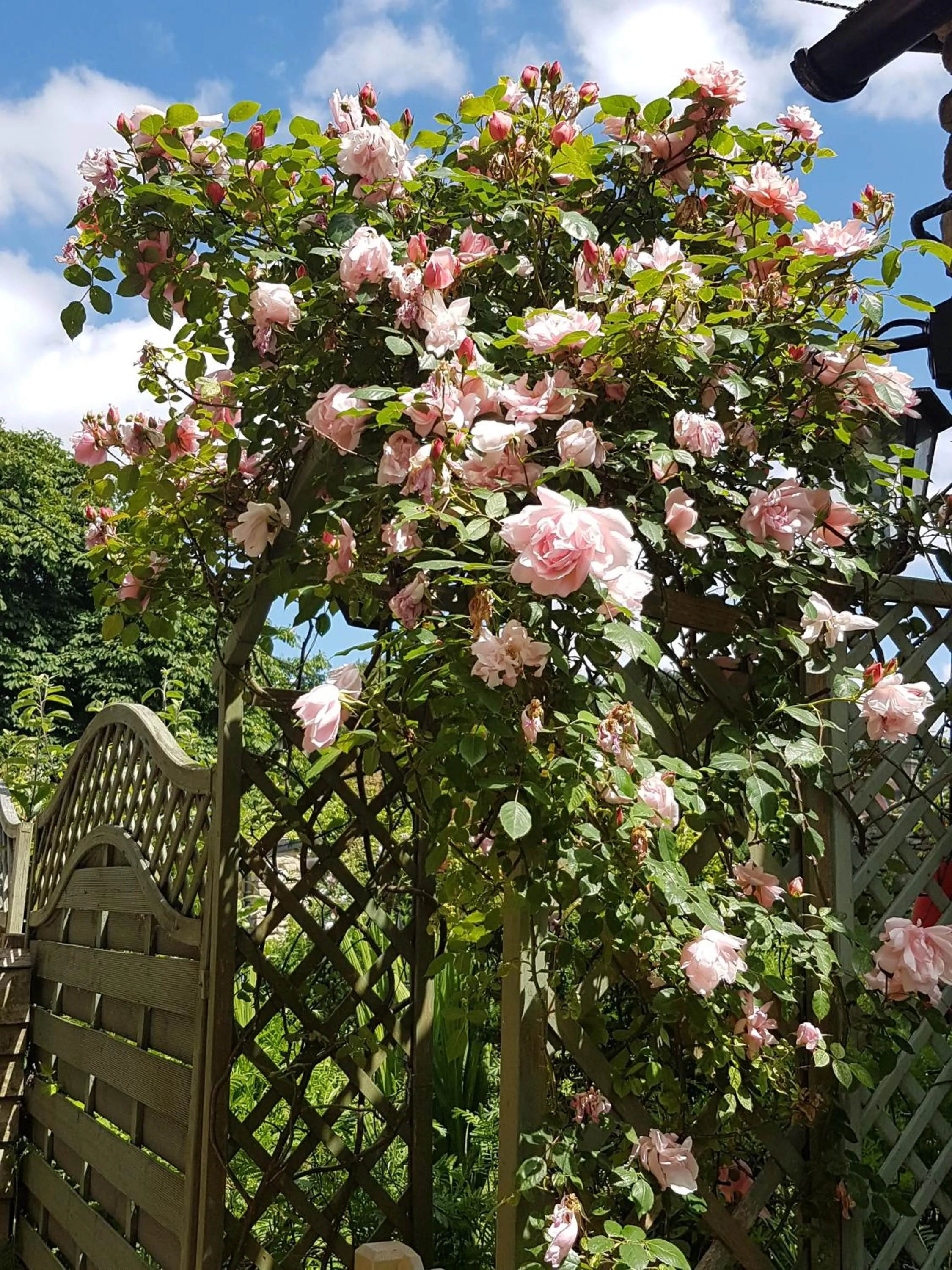 Garden in Tudor Cottage