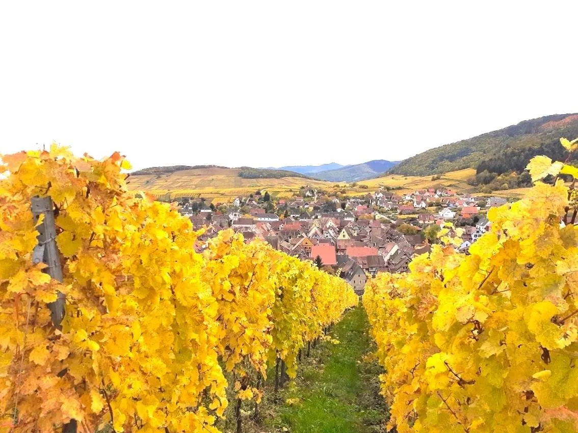 ADRIHOF à Riquewihr, Cour de l'Abbaye d'Autrey