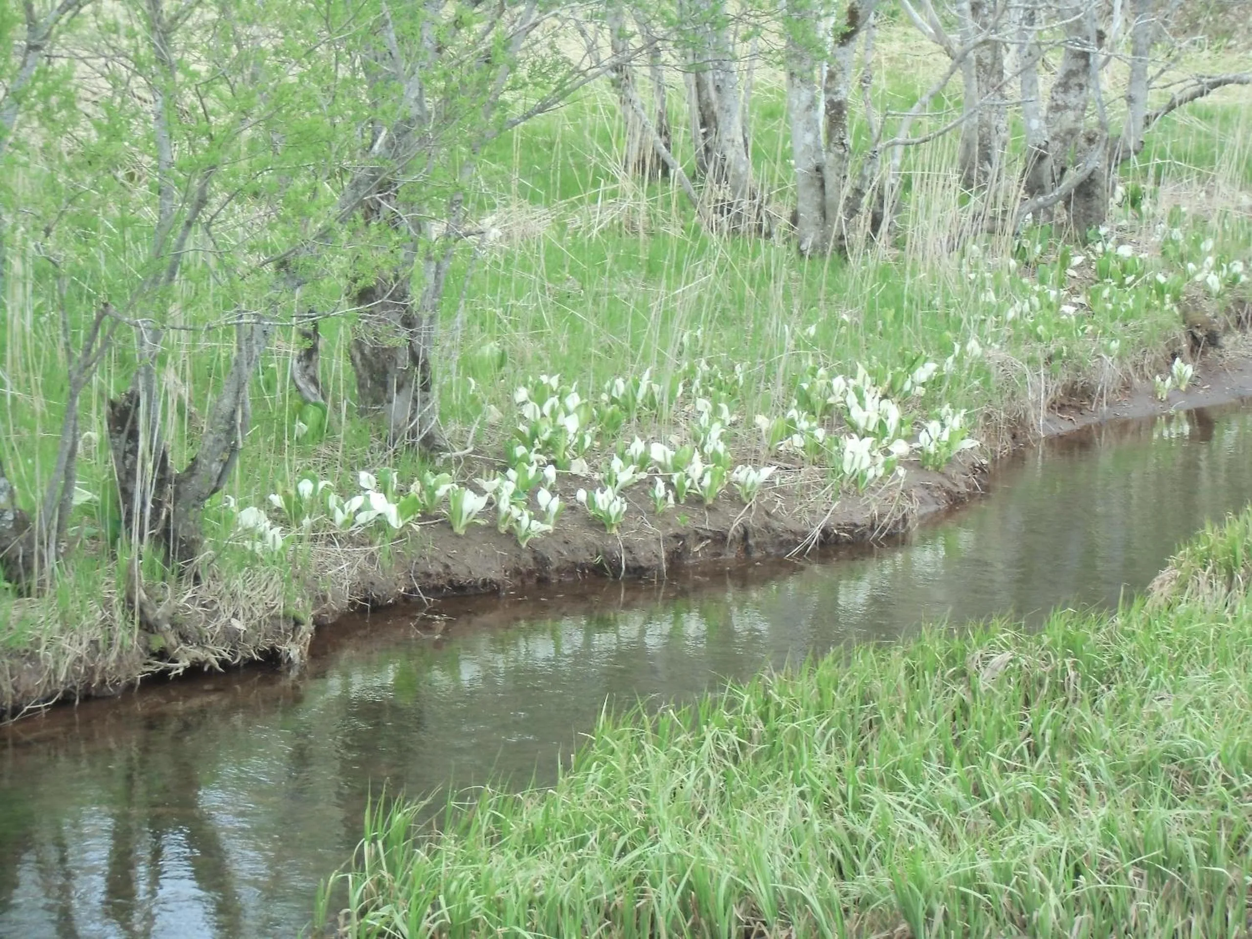 Spring in Pension Rapan