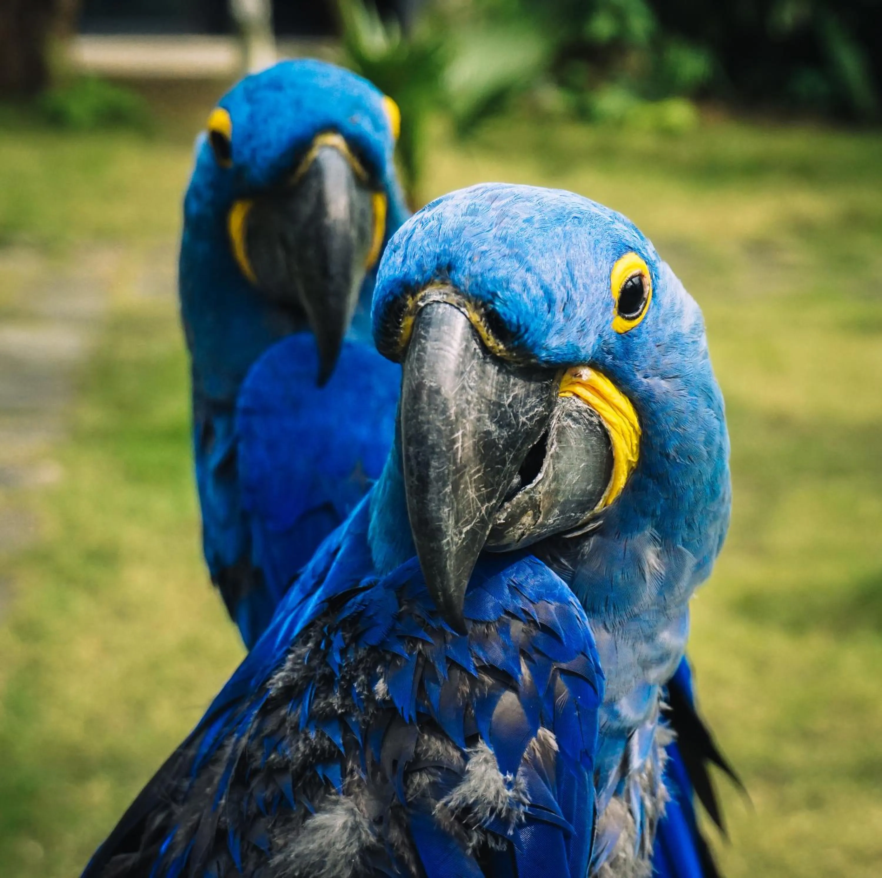 Garden in Vedana Lagoon Resort & Spa