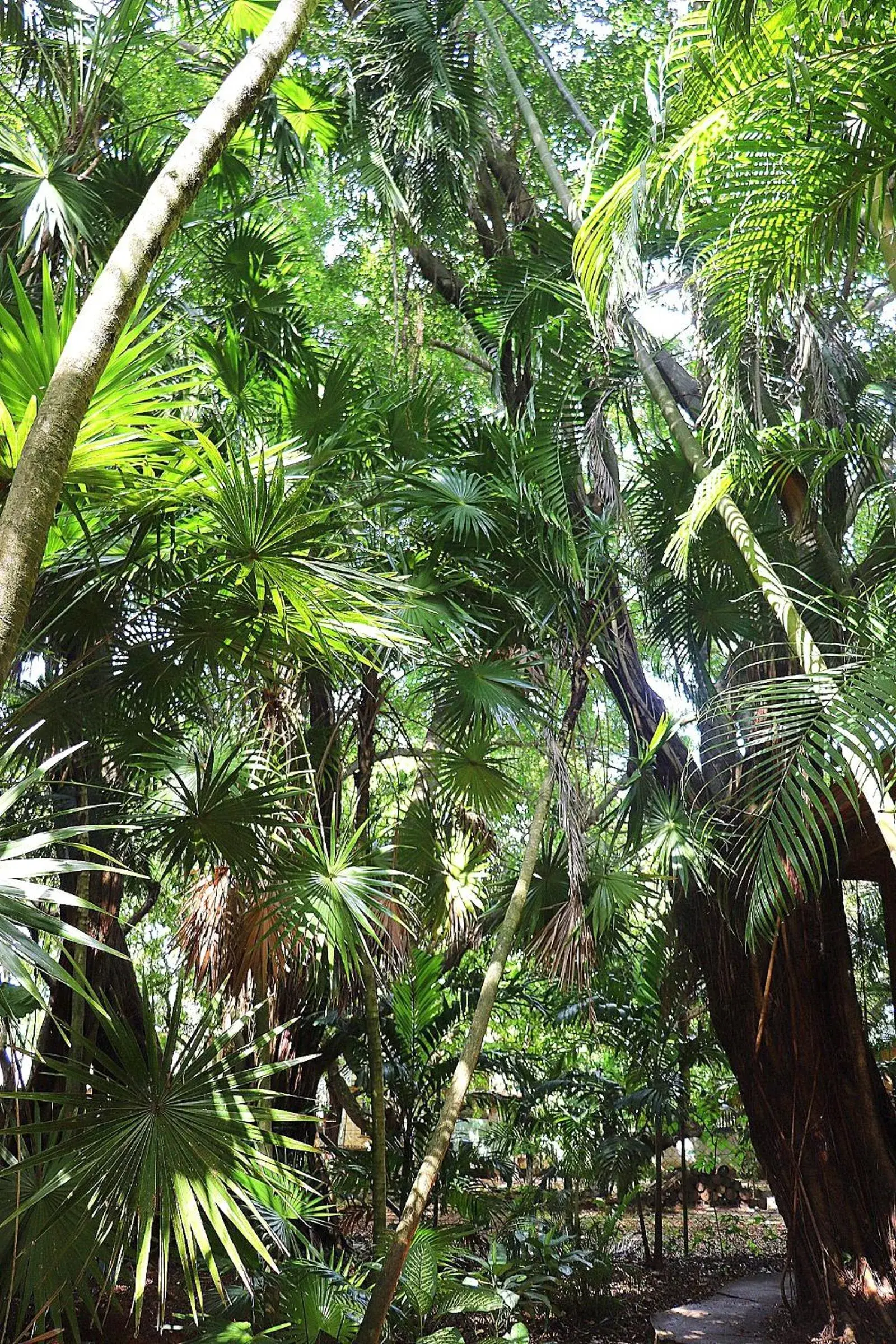 Studio with Garden View - single occupancy in Posada Arco Iris, West End Studio with Garden View - single occupancy in Posada Arco Iris, West End