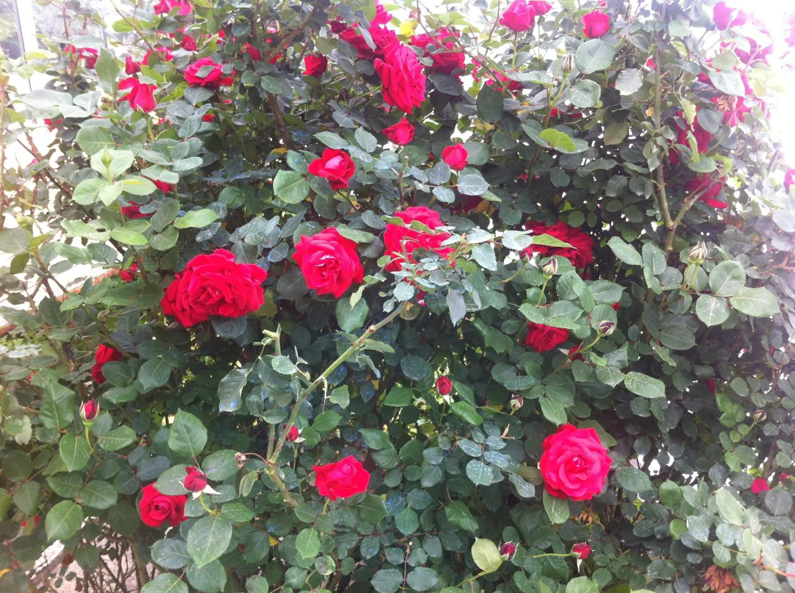 Garden in Atamer Doga Resort