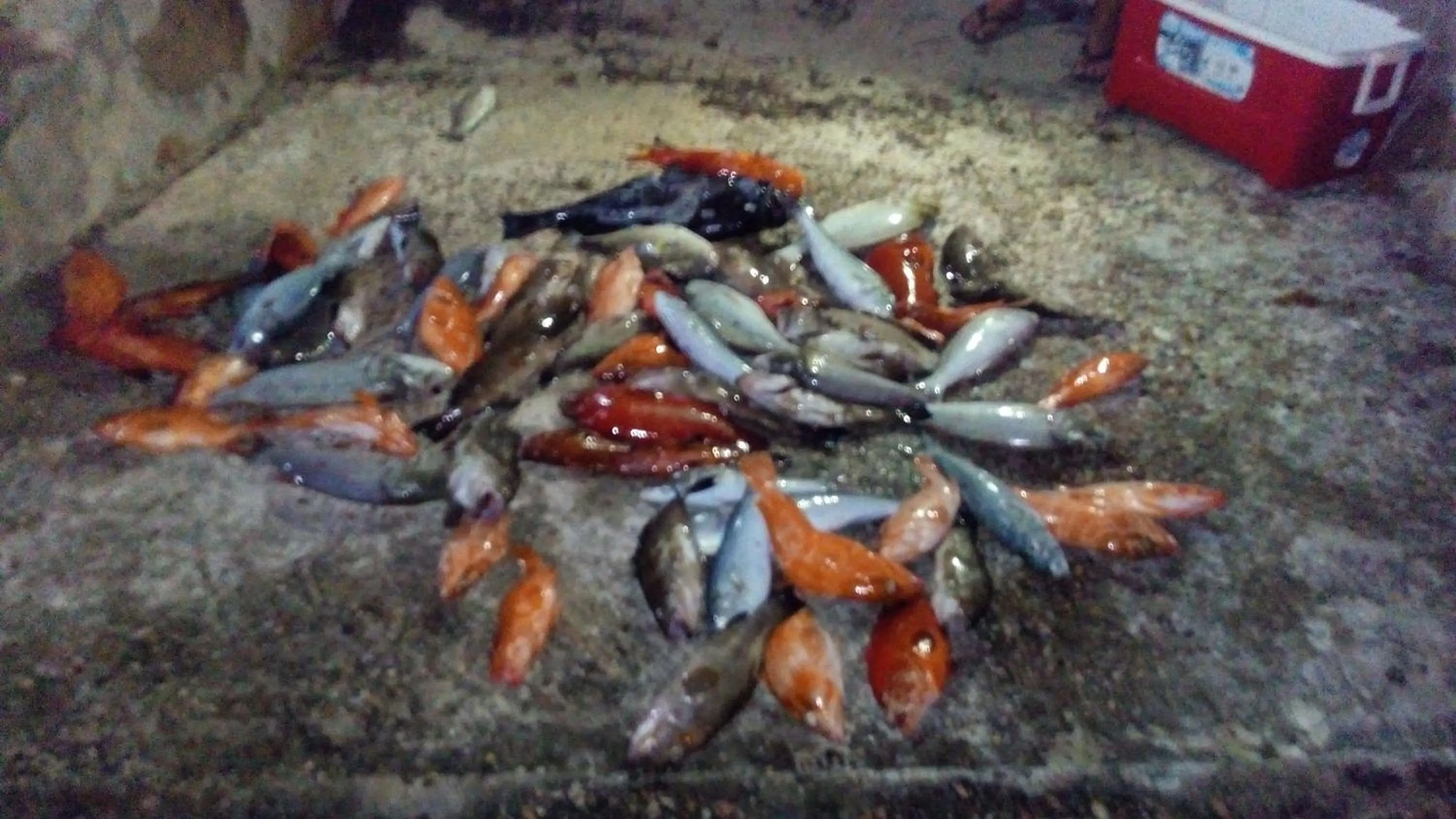 Fishing in Mirella Villa Island Princess Villa