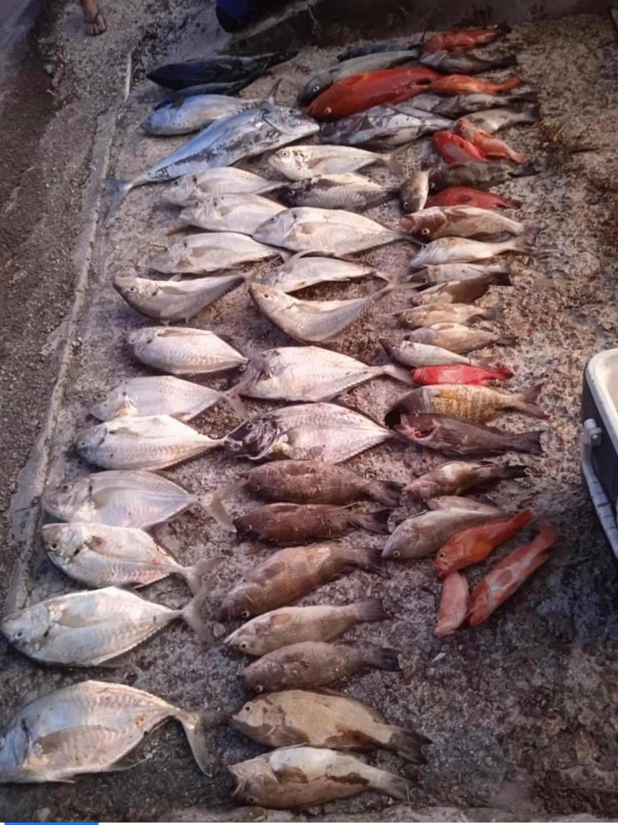 Fishing in Mirella Villa Island Princess Villa
