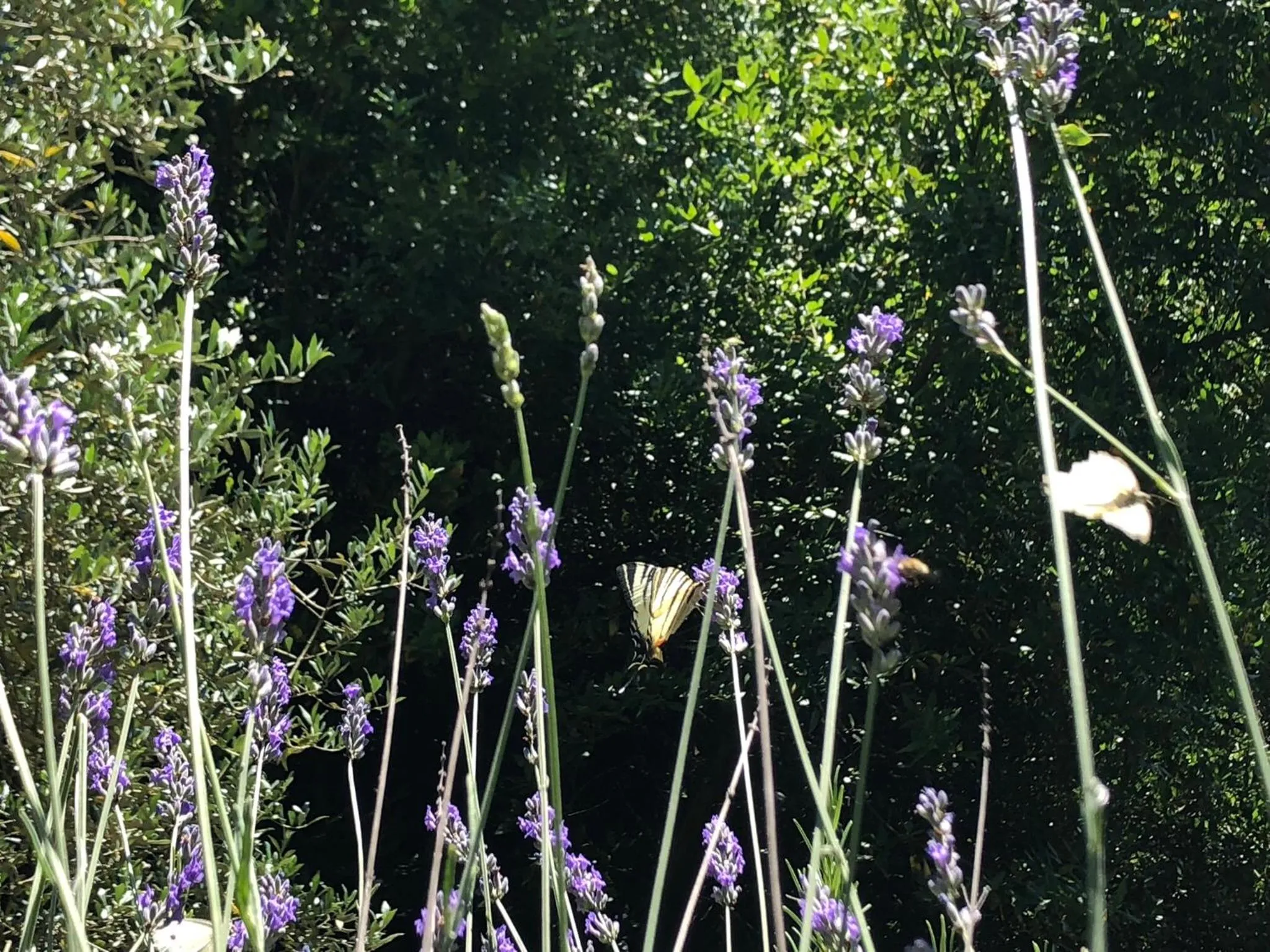 Garden in L'antico Molino