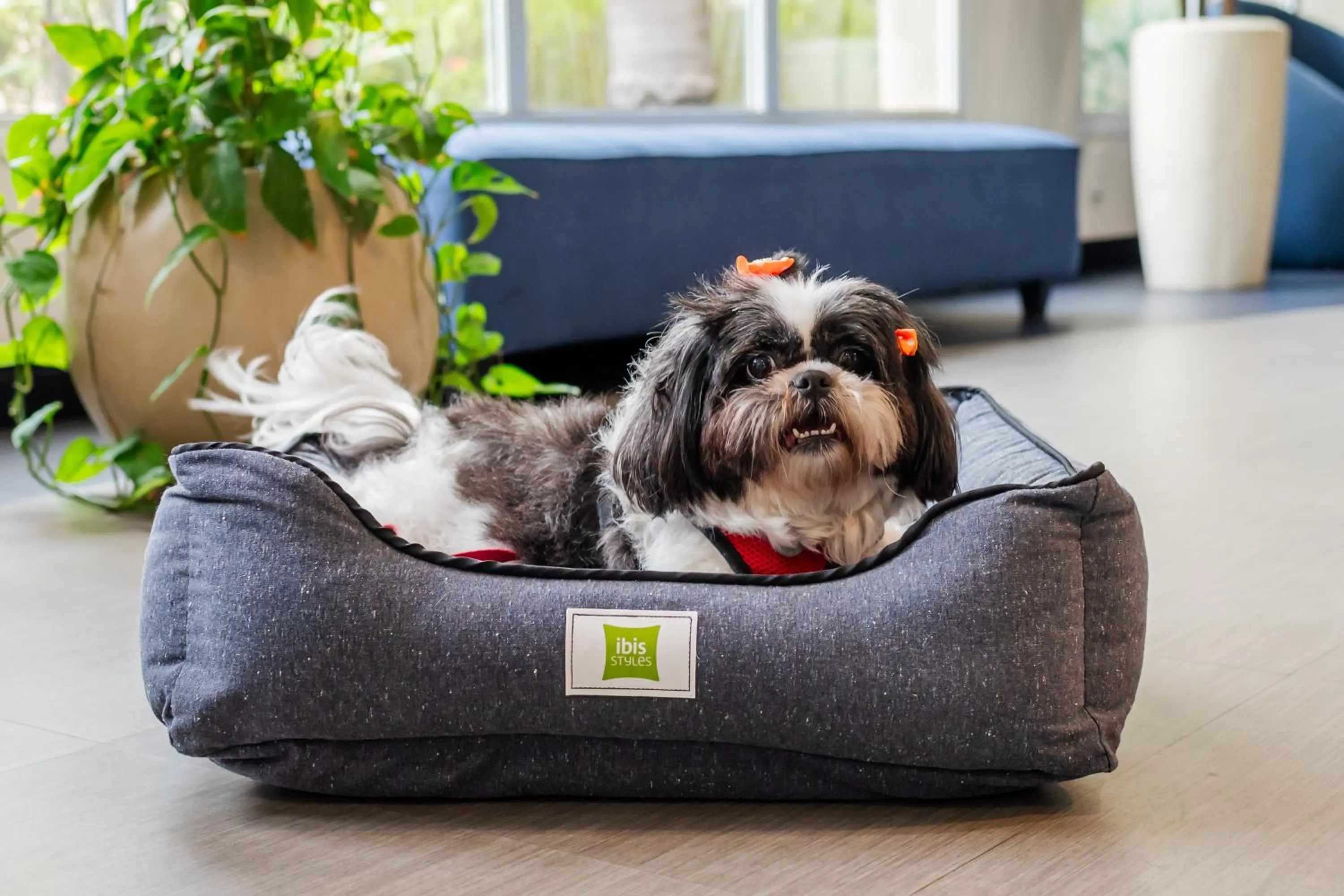 pet friendly in Ibis Styles Campinas Alphaville