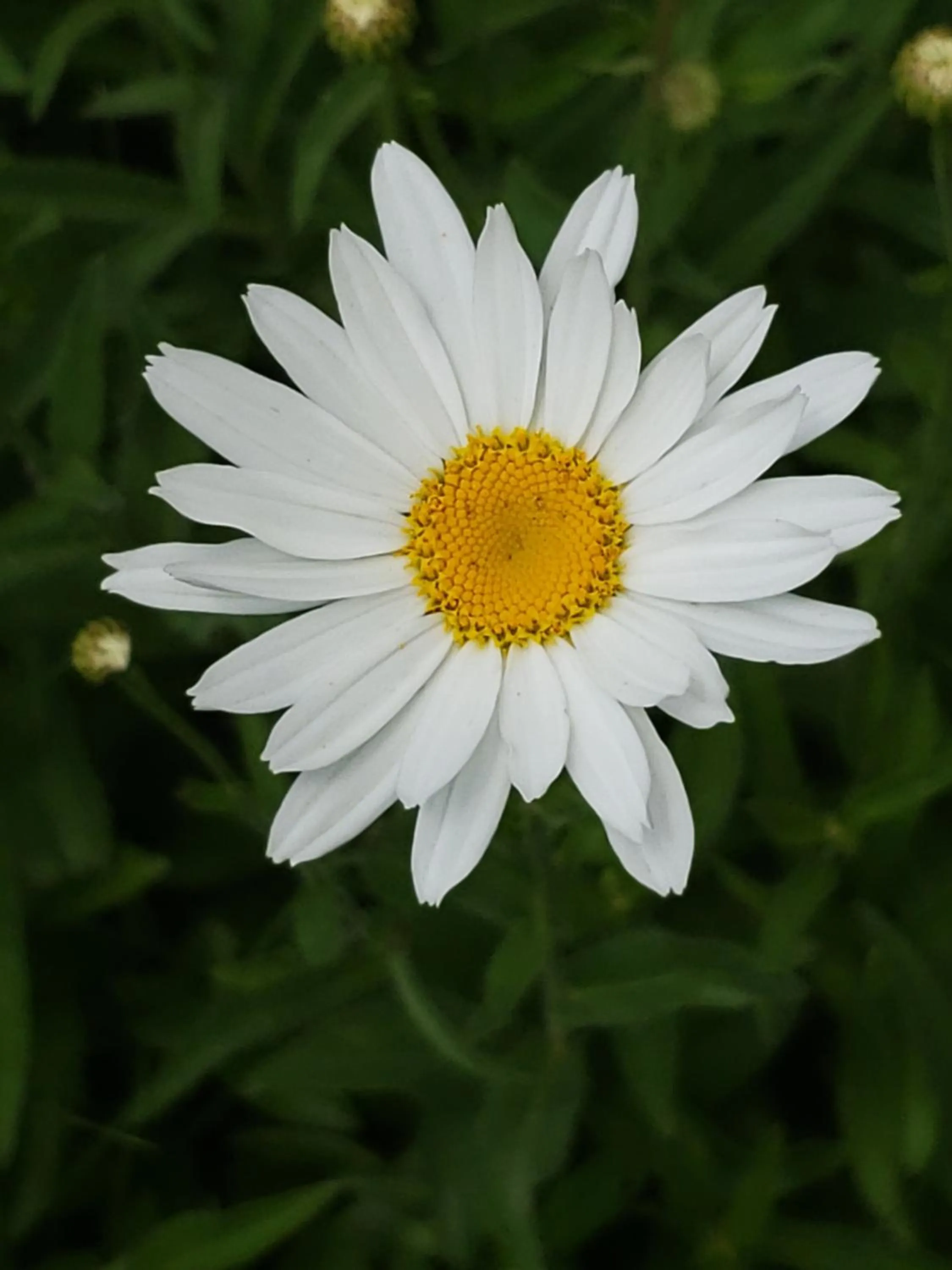 Garden in Grizzly Roadhouse Bed and Breakfast