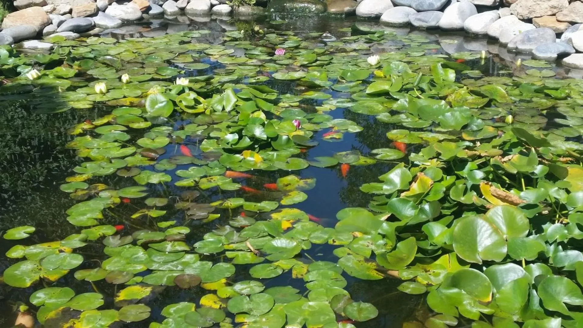 Garden in Grizzly Roadhouse Bed and Breakfast