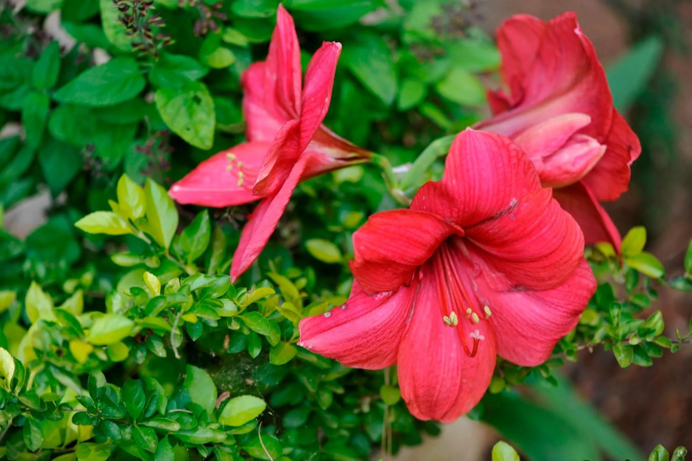 Garden in Eretz Hagalil - Land of Galilee