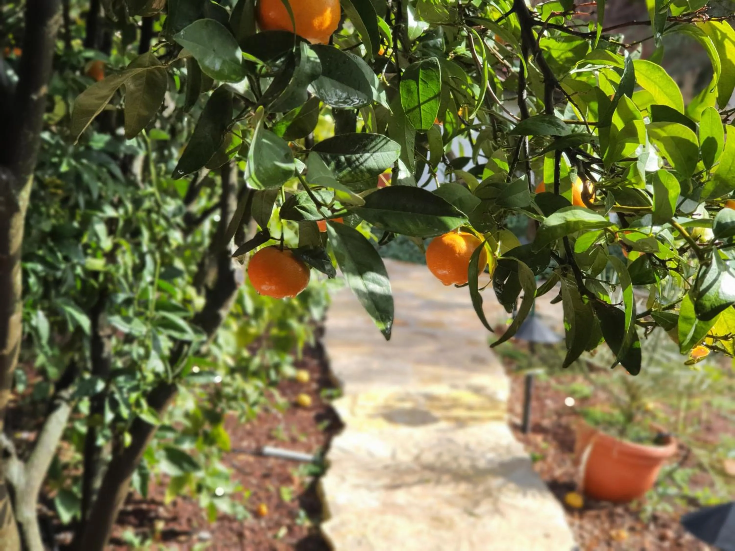 Garden in Eretz Hagalil - Land of Galilee
