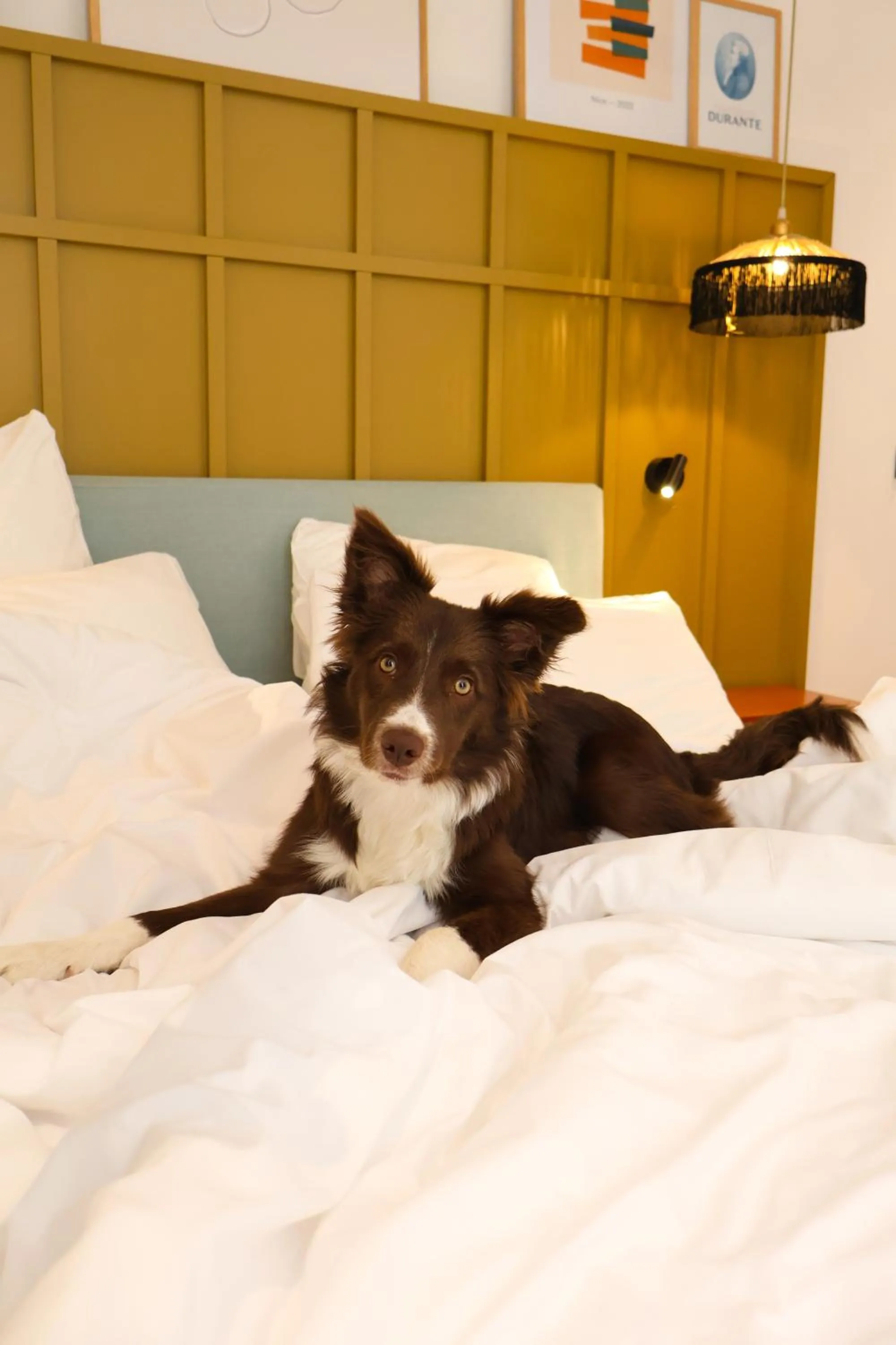 Animals, Bed in Maison Durante