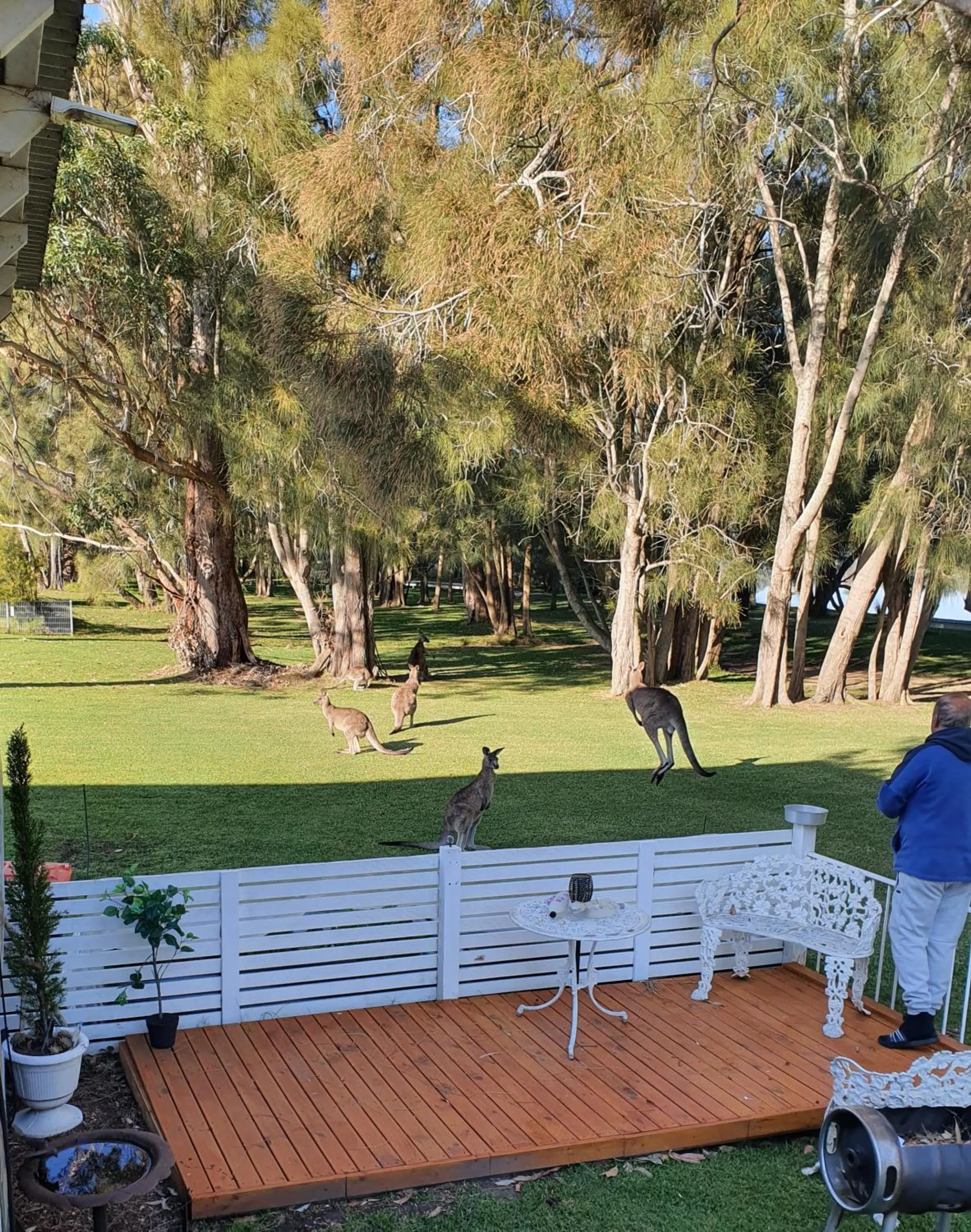 Animals in The Sanctuary at Paradise Beach B&B