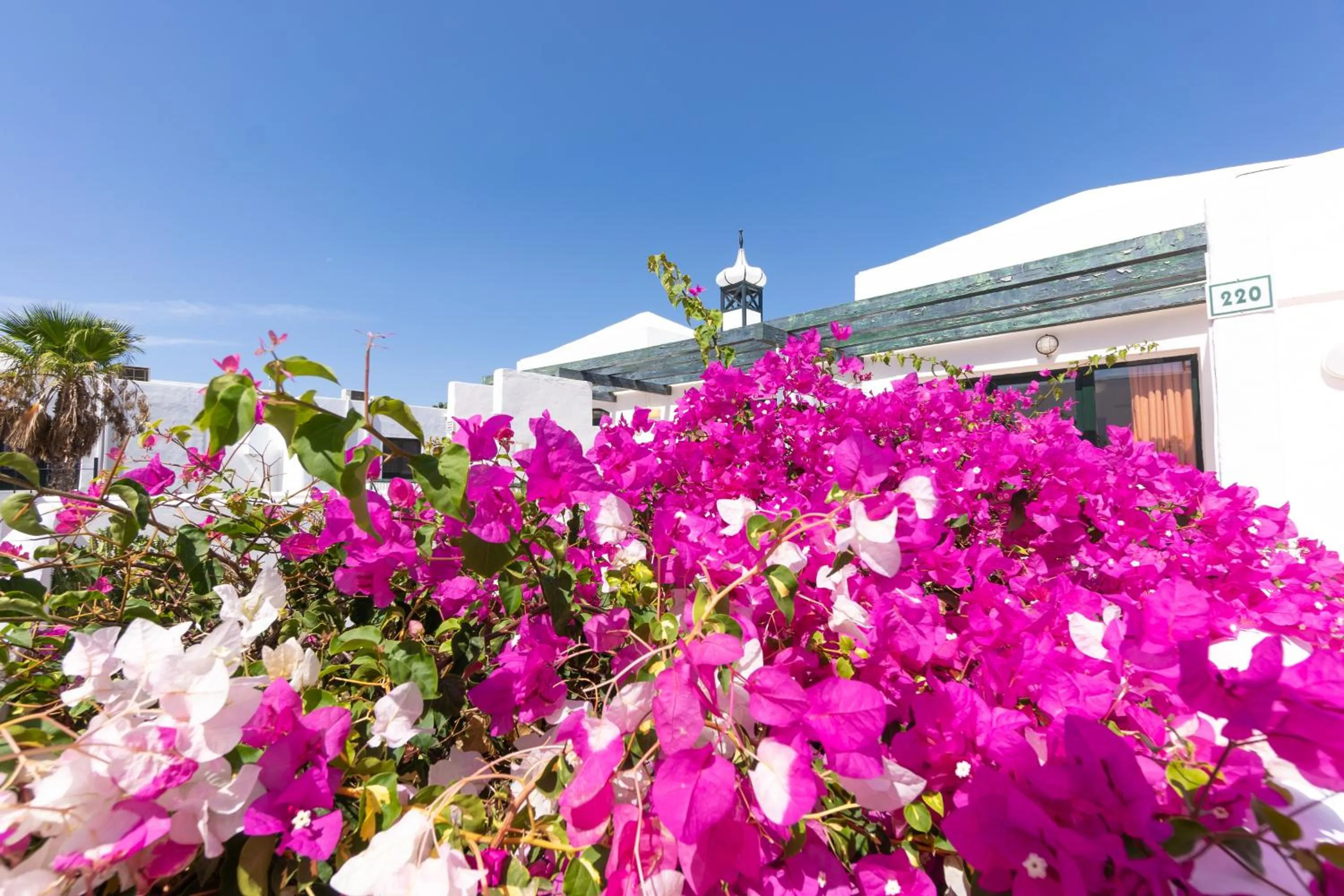 Garden in Bitacora Lanzarote Club
