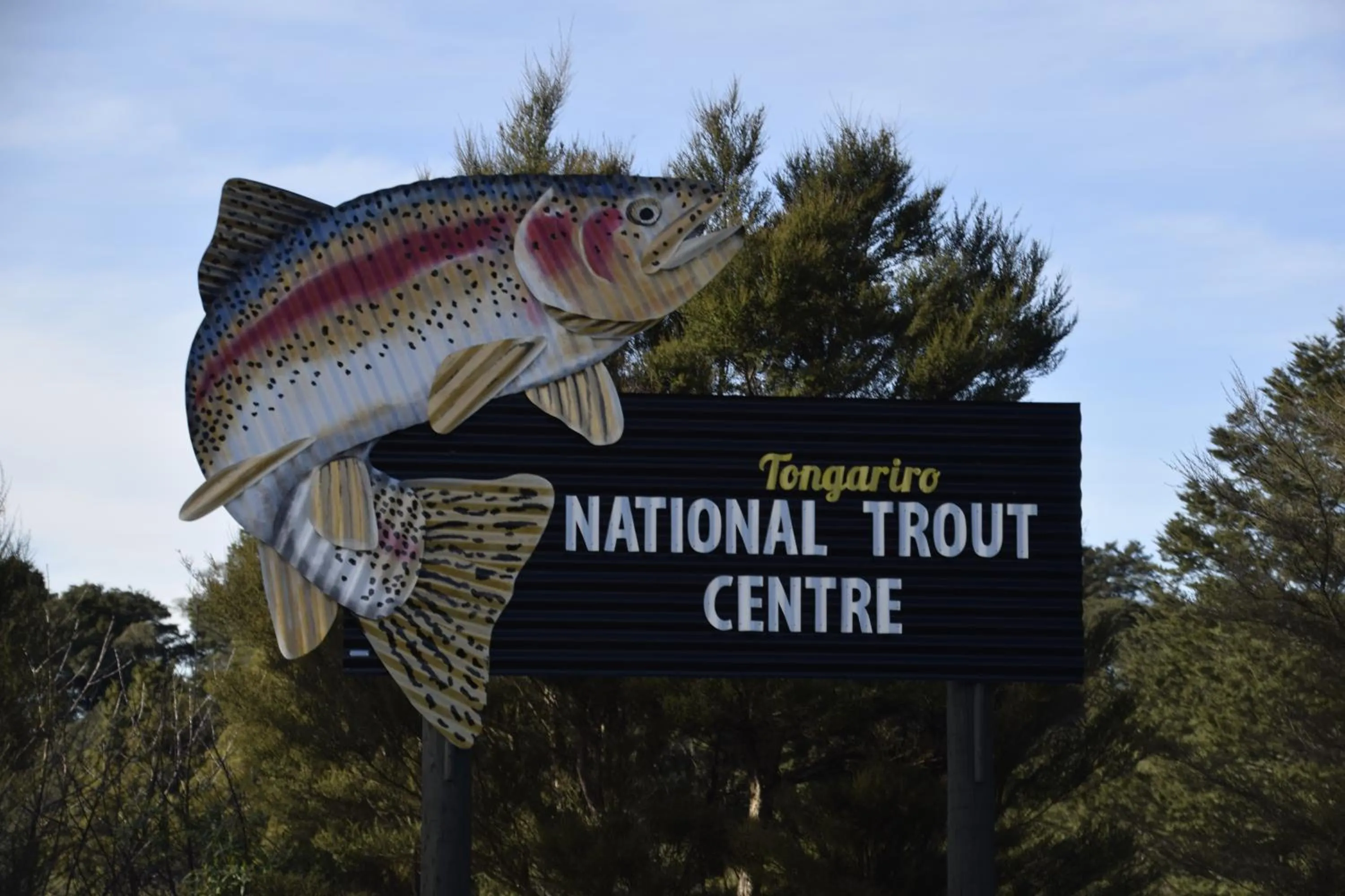 Fishing in Judges Pool Motel Turangi
