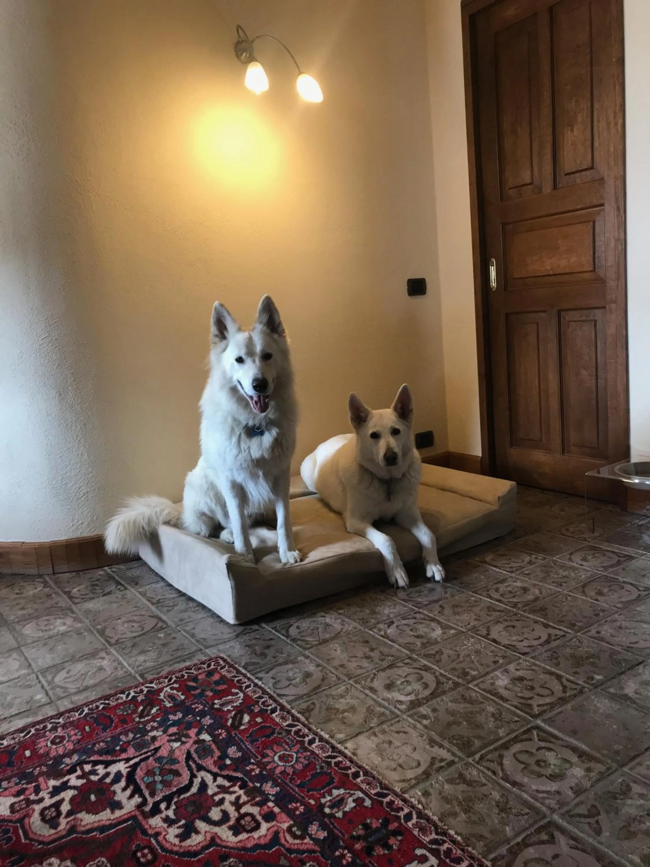 Pets in Hotel Lyshaus