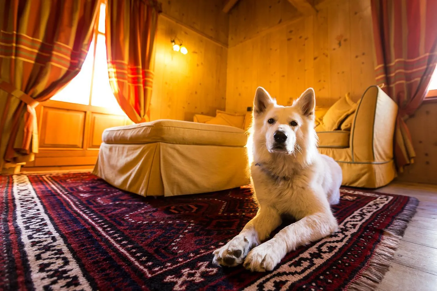 Pets in Hotel Lyshaus