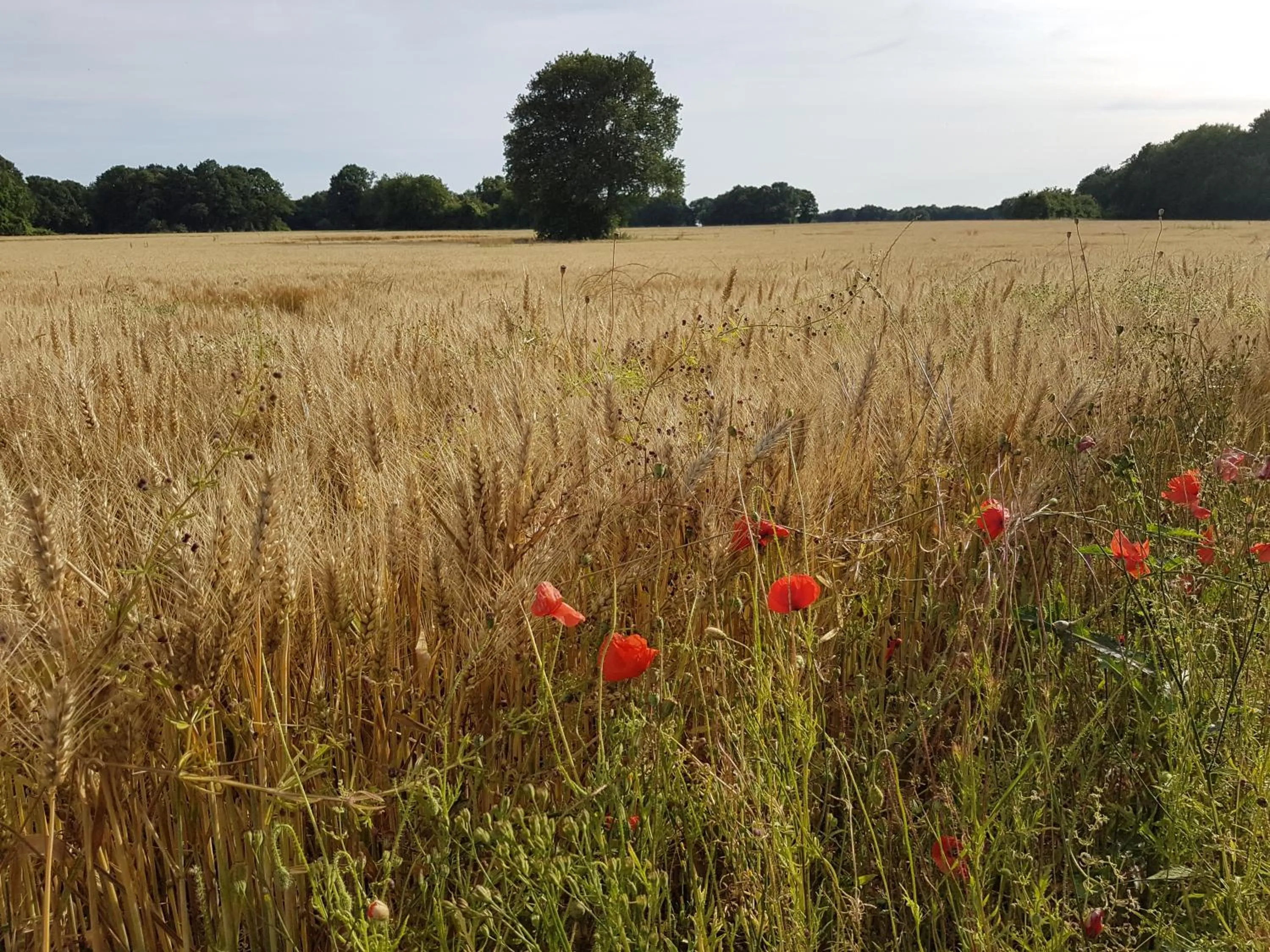 Spring in La Montignonne