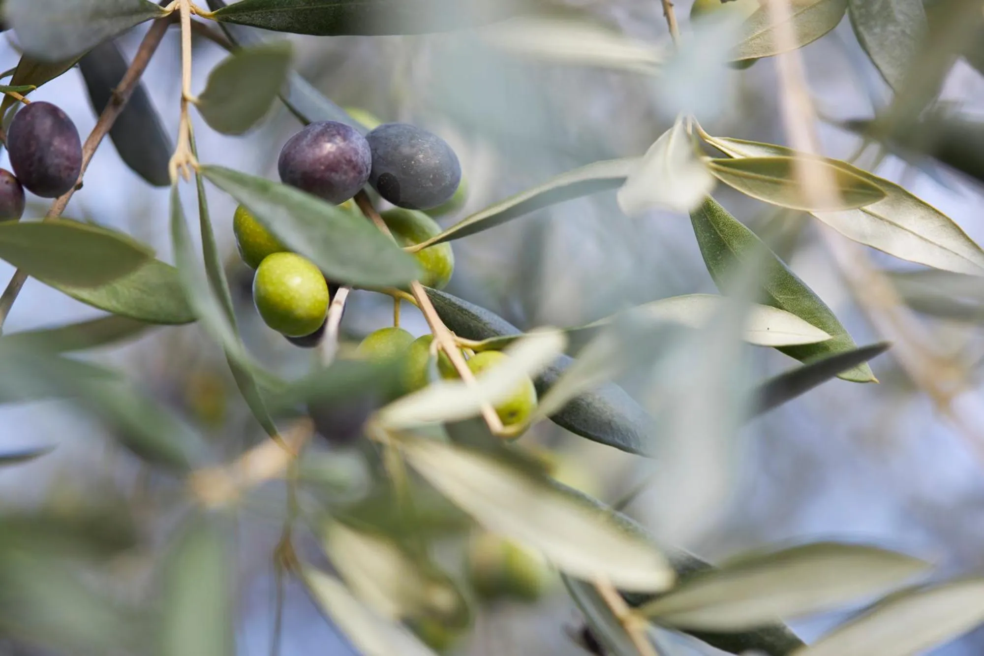 Tenuta San Vito In Fior Di Selva