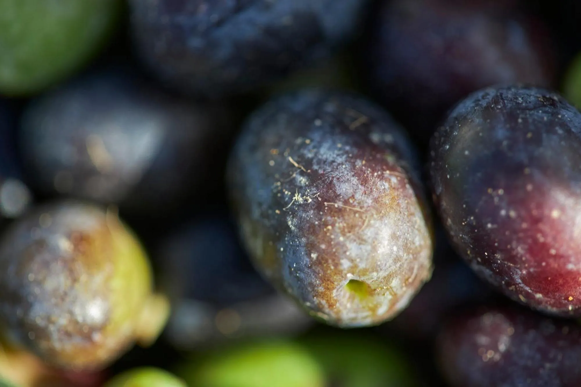 Tenuta San Vito In Fior Di Selva