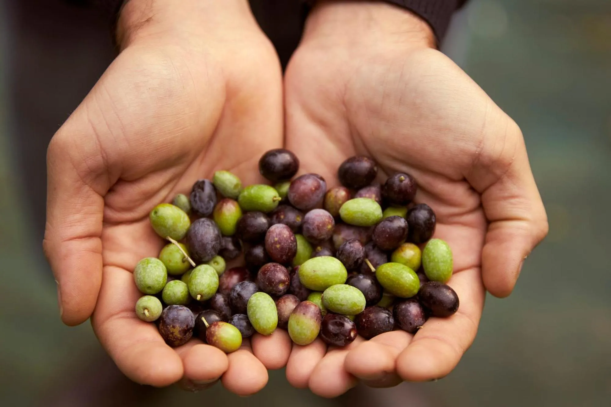 Tenuta San Vito In Fior Di Selva