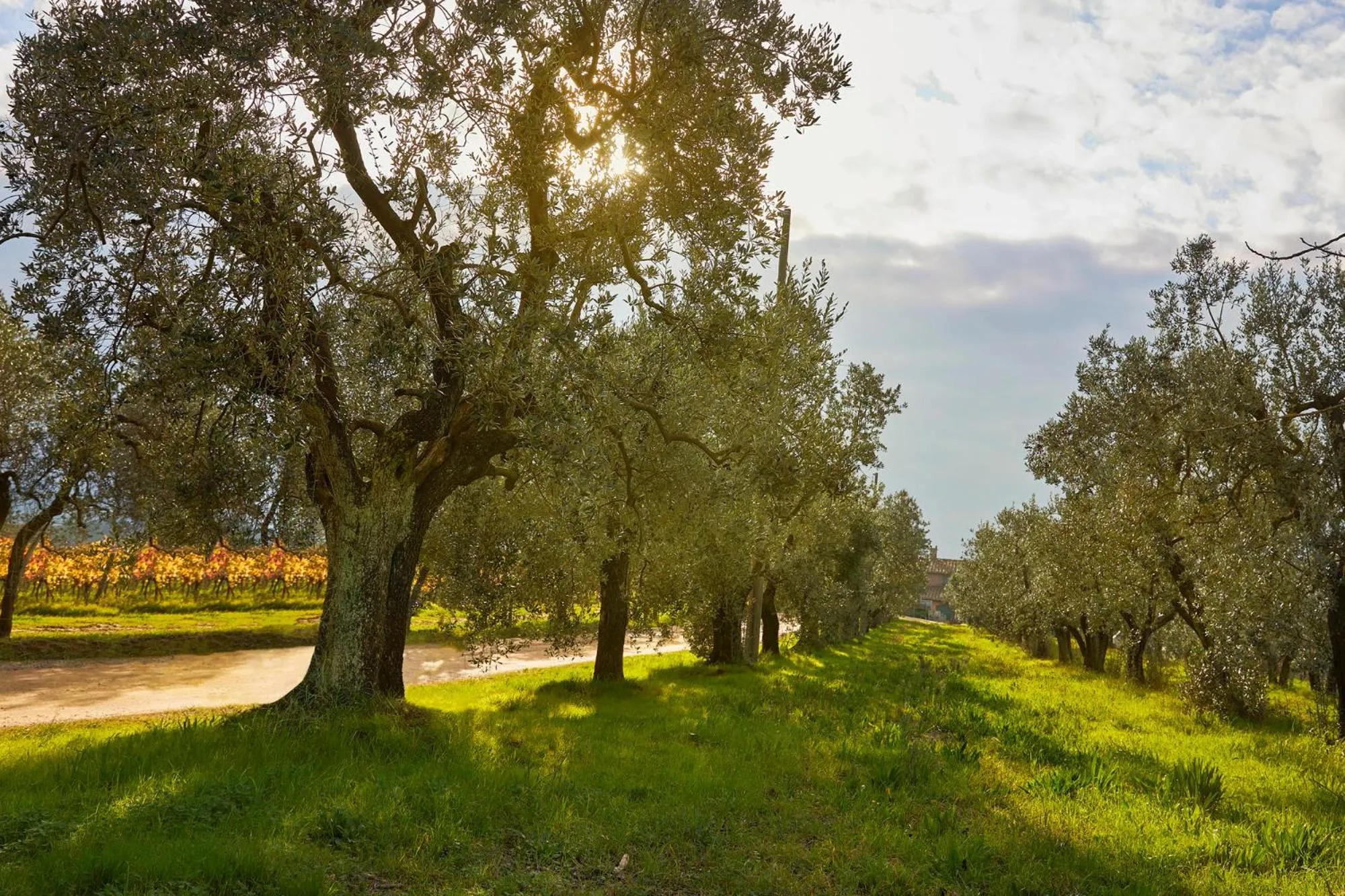 Tenuta San Vito In Fior Di Selva