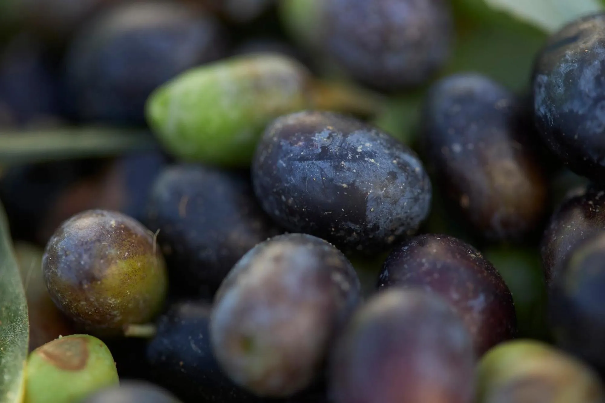 Tenuta San Vito In Fior Di Selva