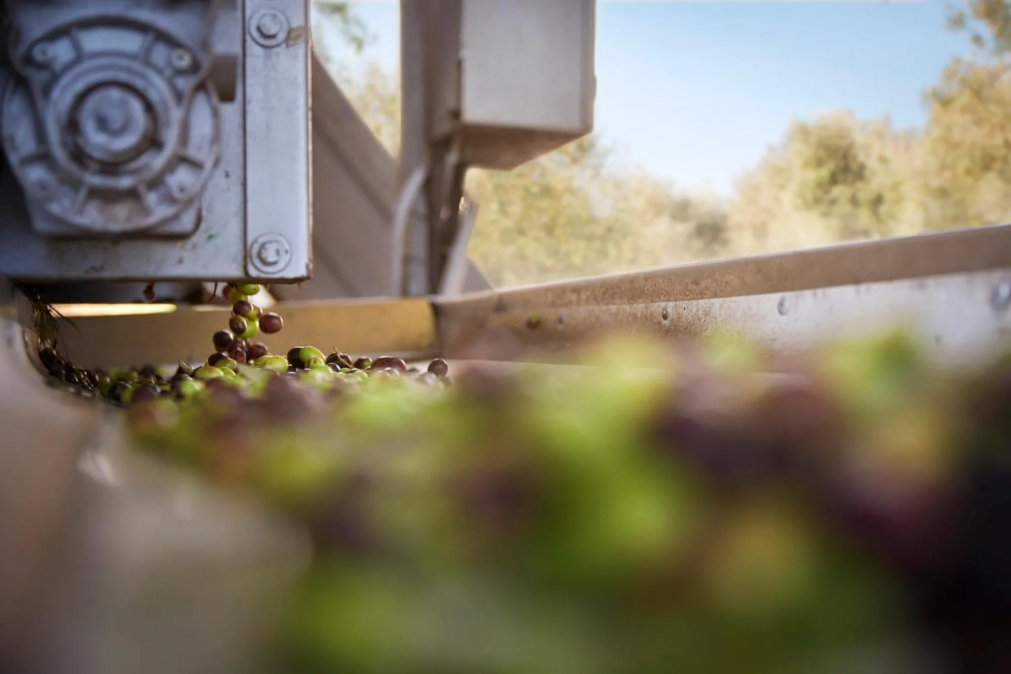 Tenuta San Vito In Fior Di Selva