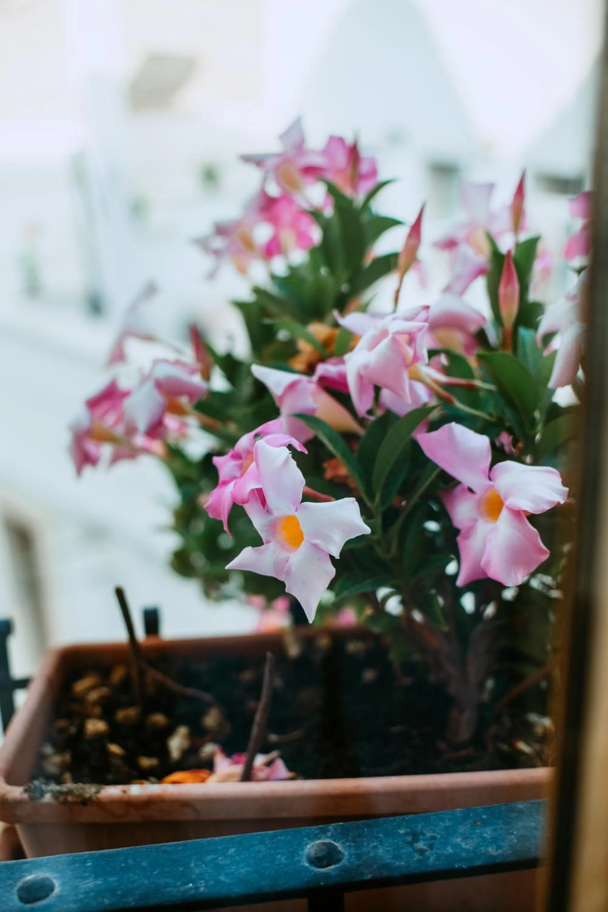 Inner courtyard view in Santa Rosa Relais