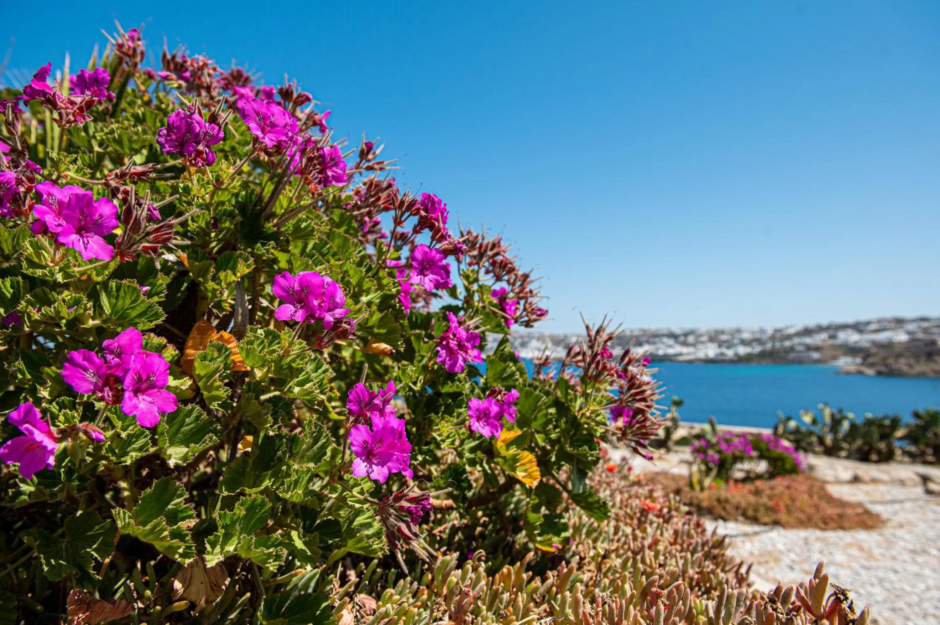 Natural landscape in Carpe Diem Villas Mykonos ,Heated Pool!